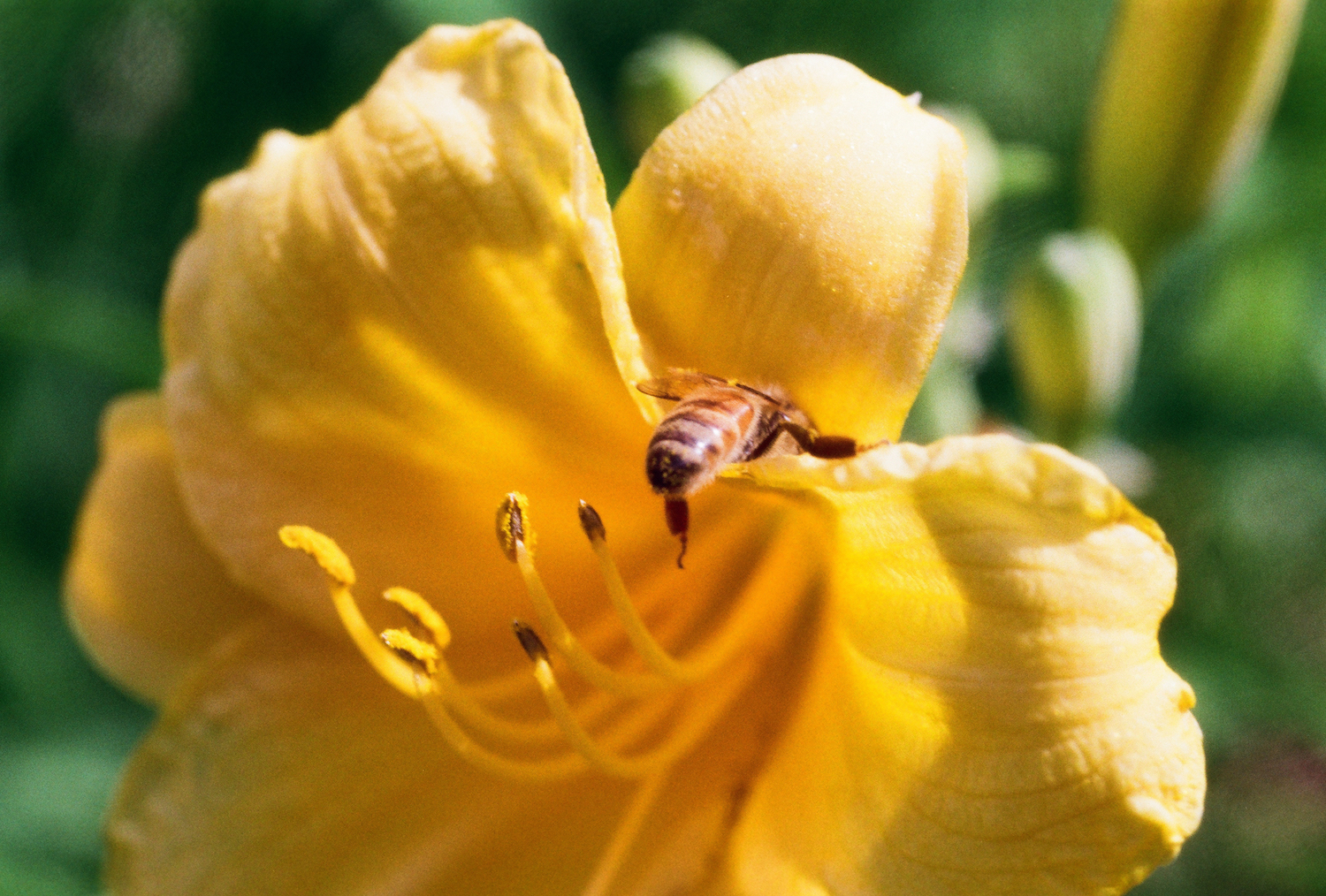 Honeybee visiting Daylily