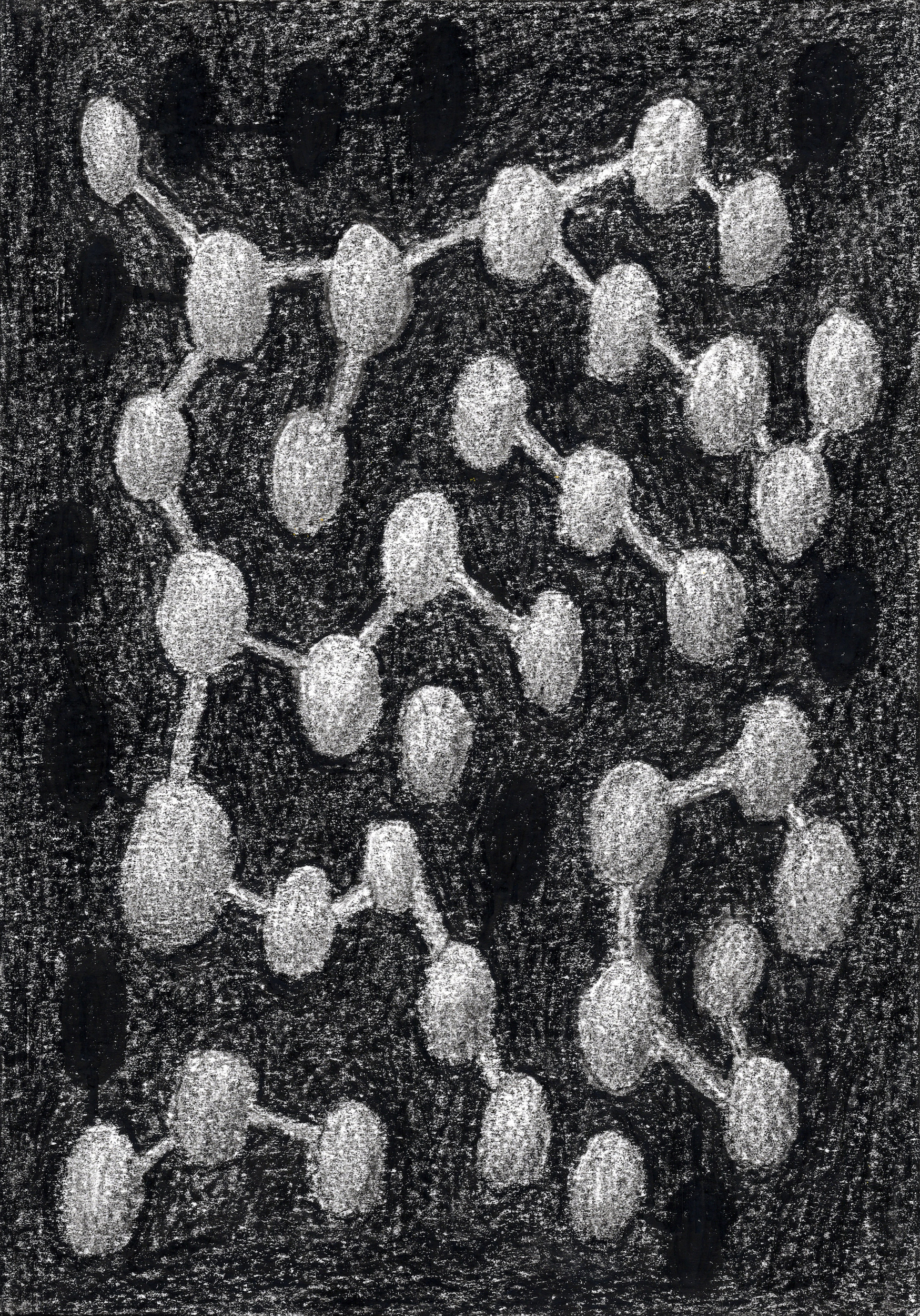 StinglessBroodCells_2026