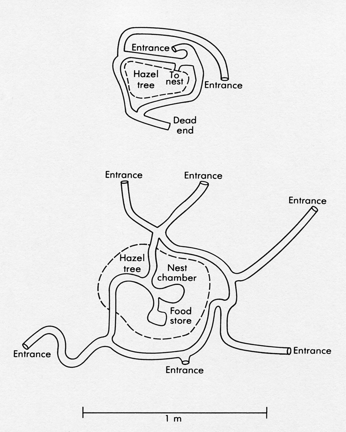 Two natural burrow systems of the wood mouse