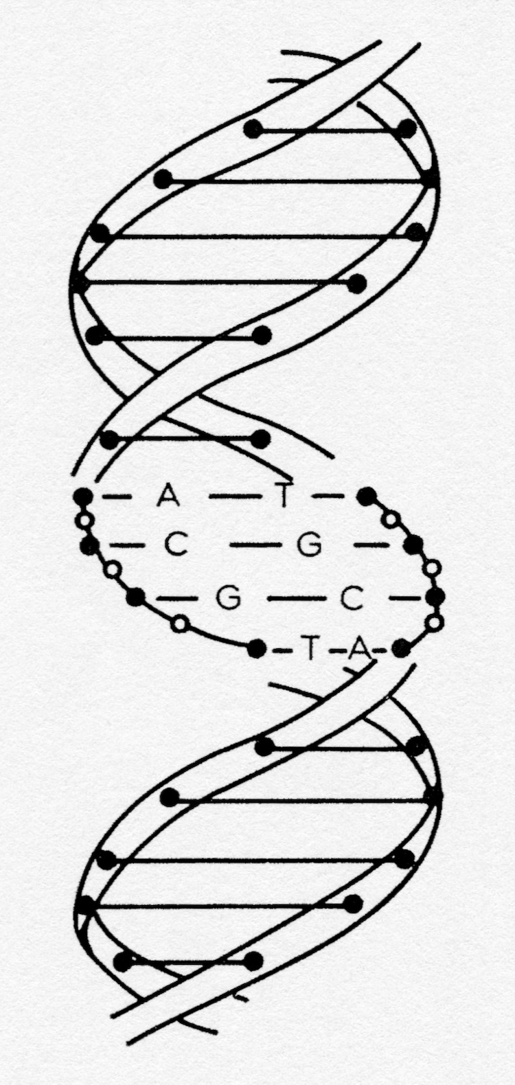 Diagram illustrating double helical structure of DNA. Adenine (A), thymine (T), cytosine (C) and guanine (G) are shown, linking chains of ribosephosphate molecules.