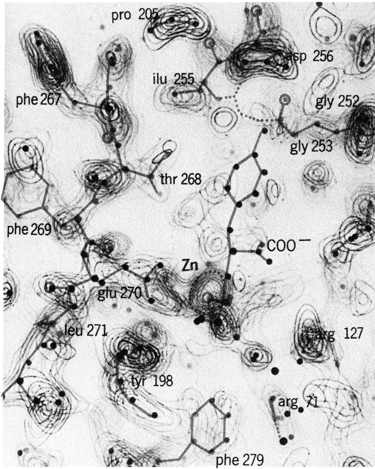 Electron-density map made from analysis of x-ray diffraction patterns of carboxypeptidase A
