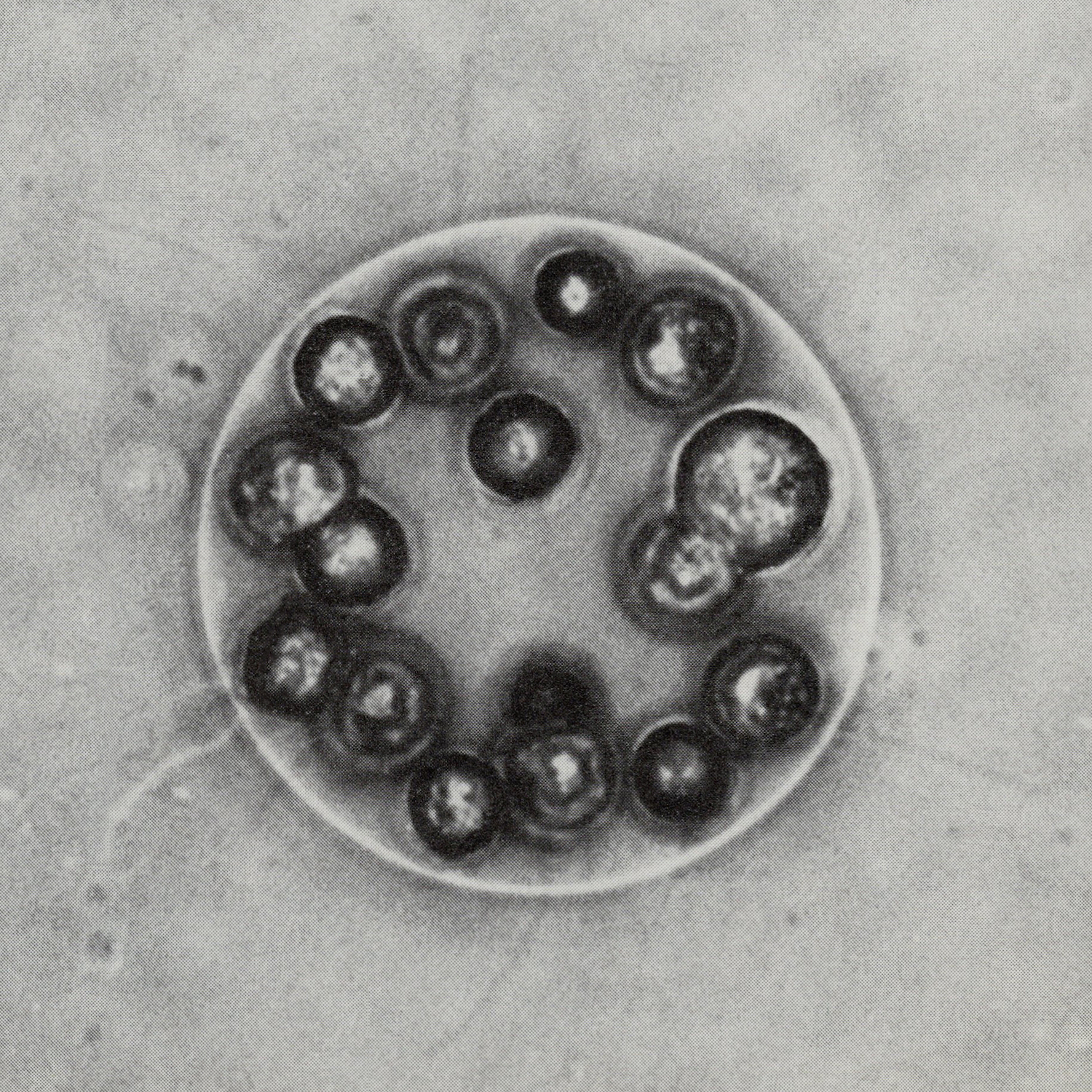 Eudorina, E, living, phase contrast/flash. Mag. x550