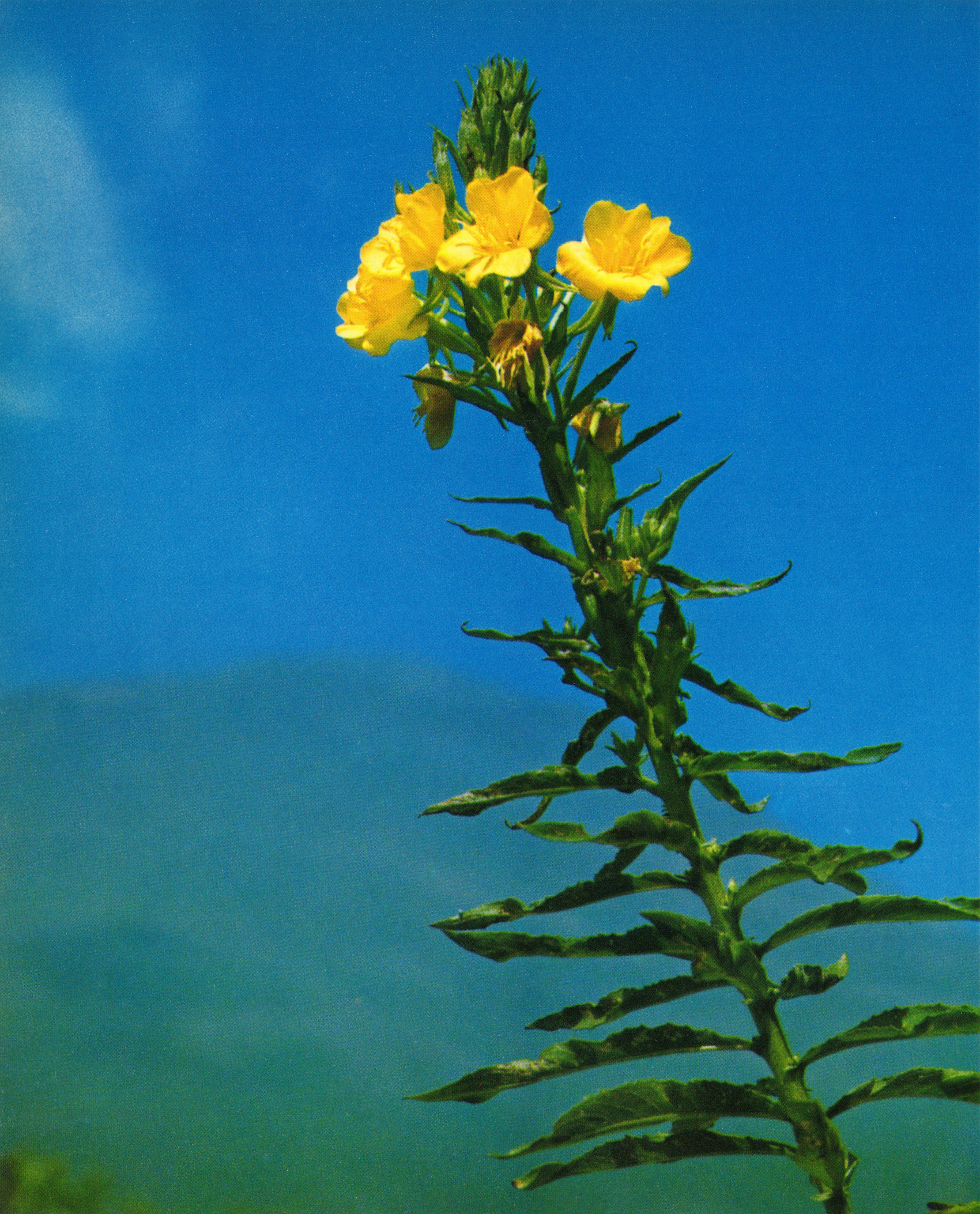 Woman picking up a baby