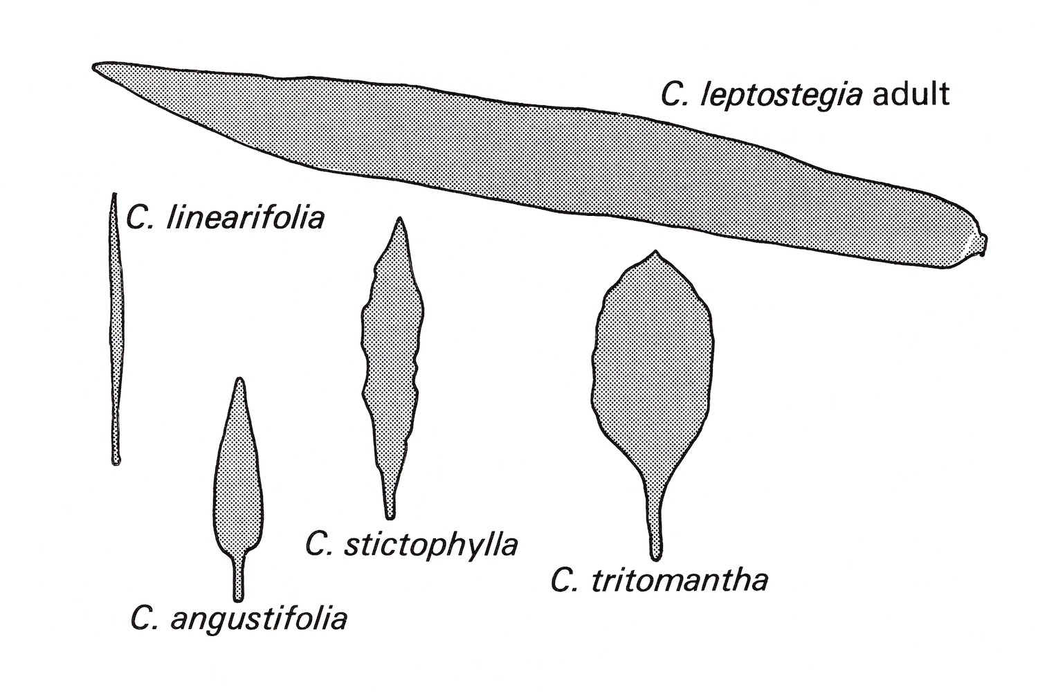 The leaves of different species of the lobeliad genus of Cyanea