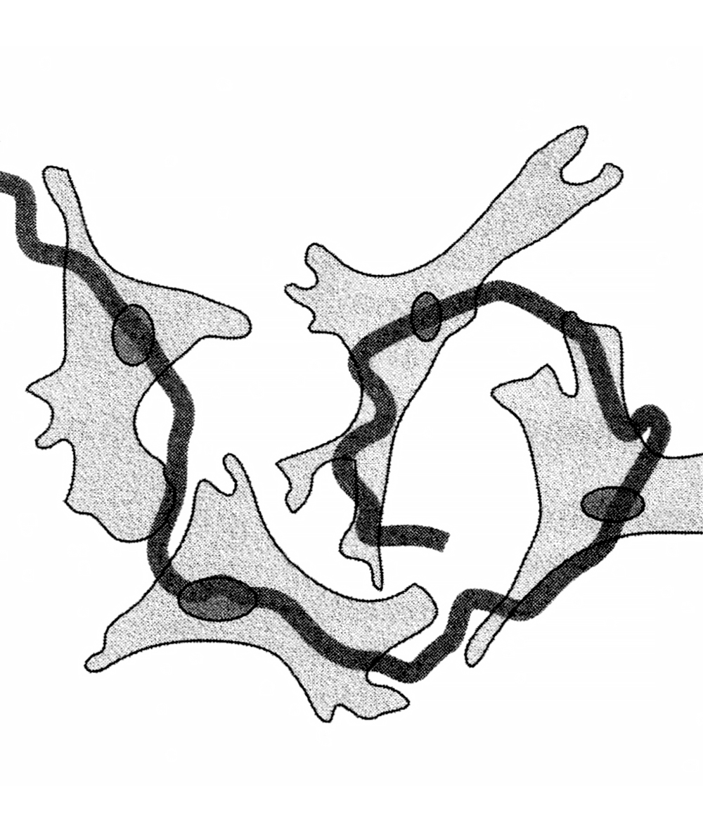 Migration of cells over culture surfaces tracked at 120-minute intervals