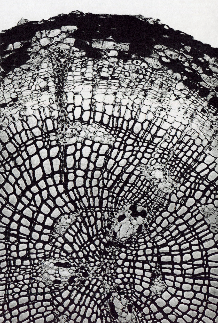 Root, TS, Pinus, Mag. X 100