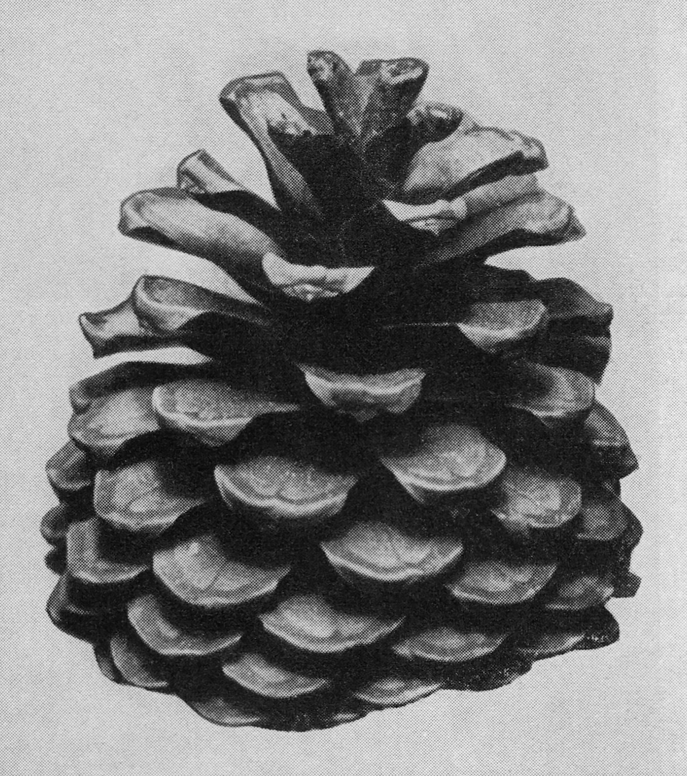 A complex phyllotaxy of the pitch pine (Pinus Rigida) shown in side view