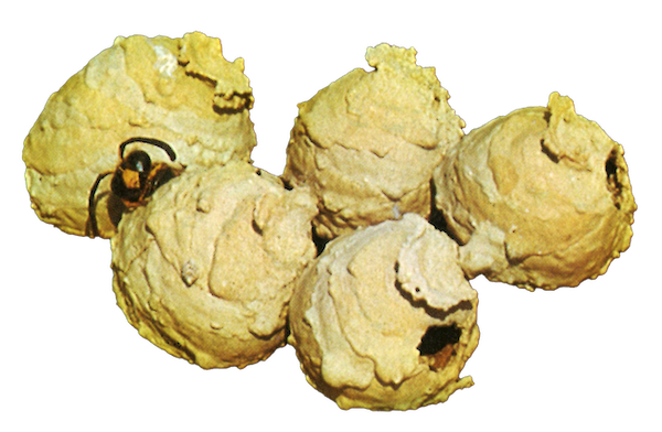 A. R. Stokes' plot of Bessel functions