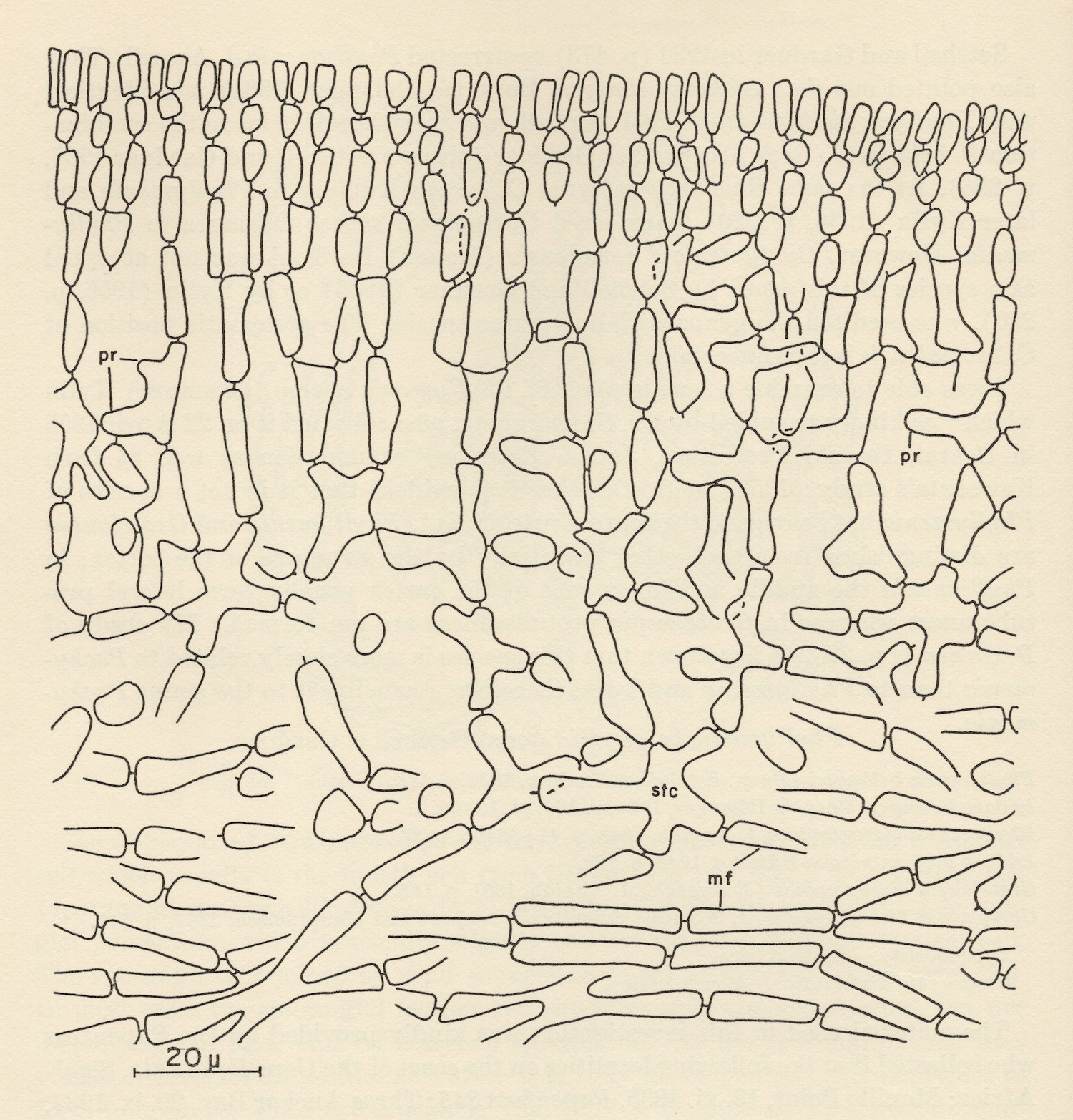 A marked tangle