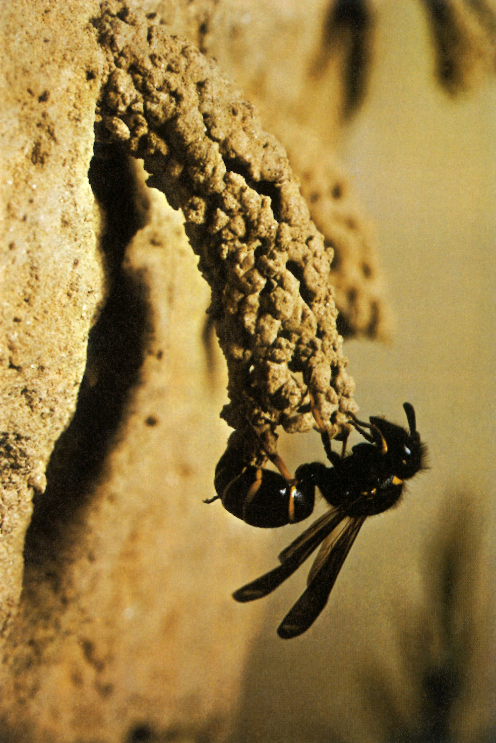Spiny Mason Wasp constructing nest