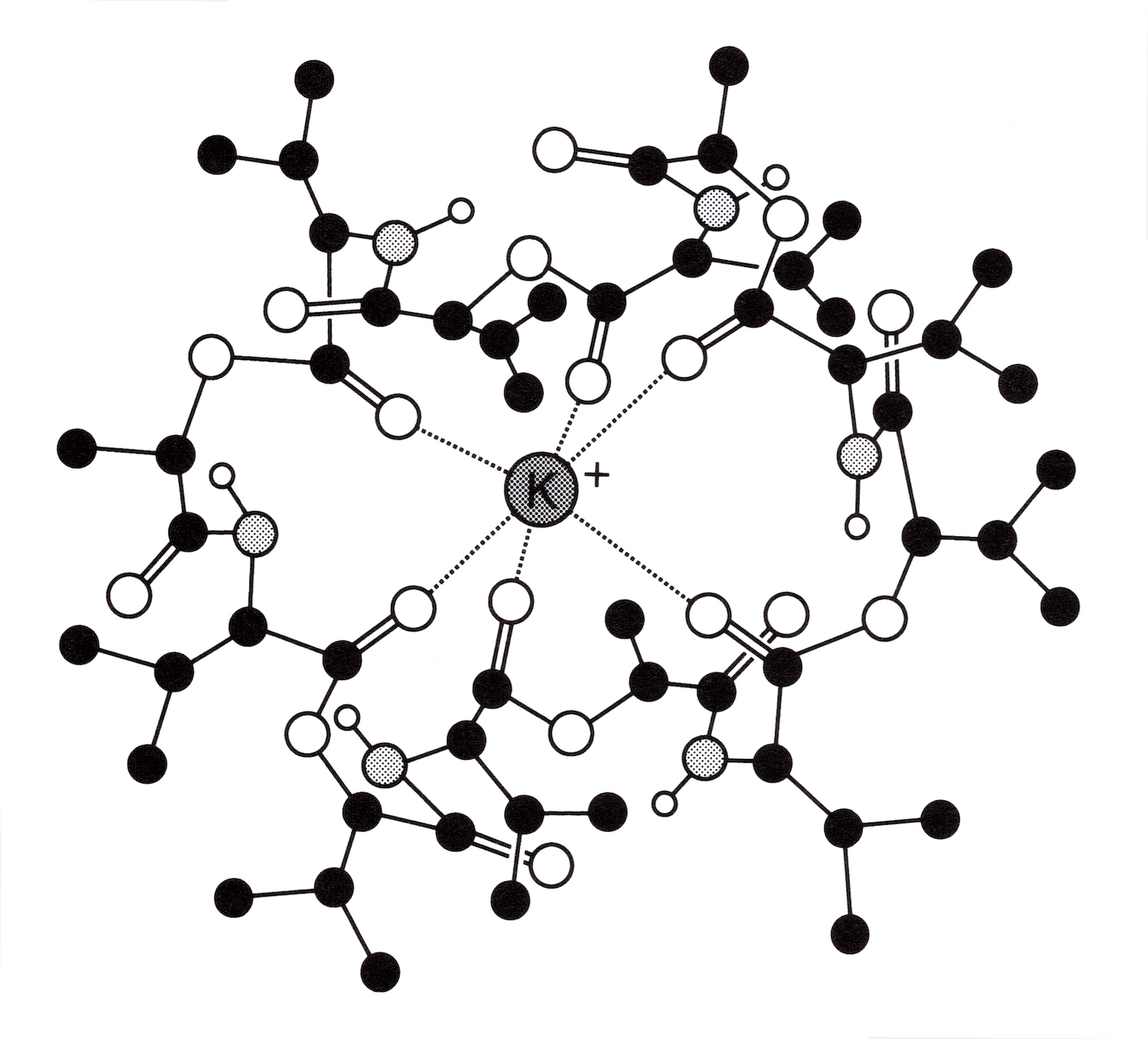 Valinomycin is an ionophore that forms particularly stable complexes with potassium ions and acts as an antibiotic by promoting changes in cellular chemical content and membrane function. Natural ionophores are often macrocyclic (large-ring) molecules containing oxygen or nitrogen atoms that bind metals.