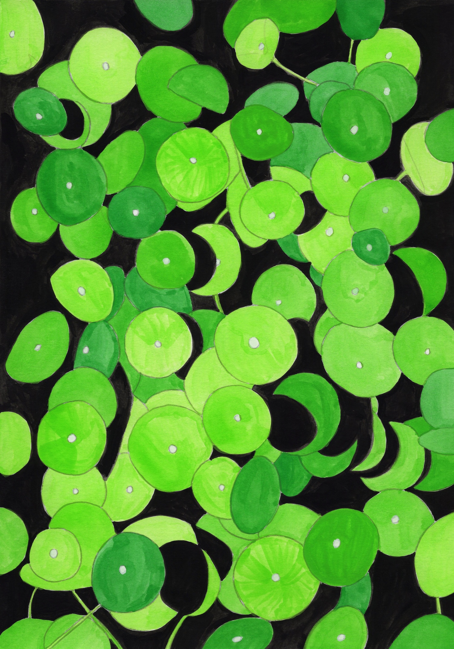 Acetabularia crenulata, 2026