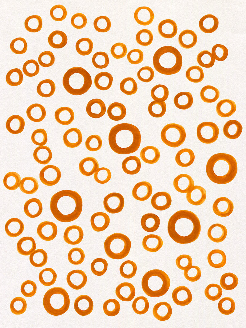 Arestorides argus_2025