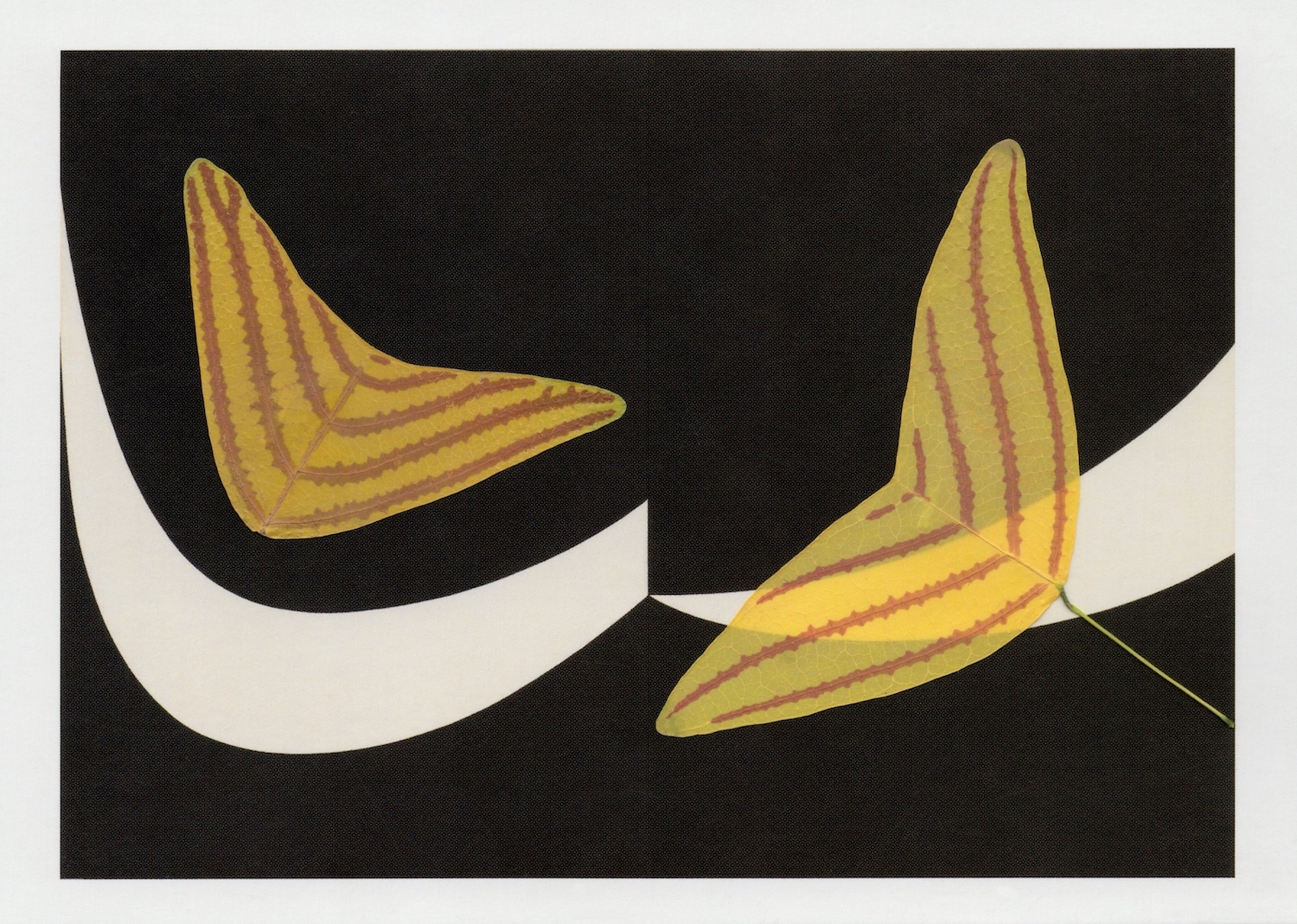 Butterfly Wings on Ellsworth Kelly, 2026