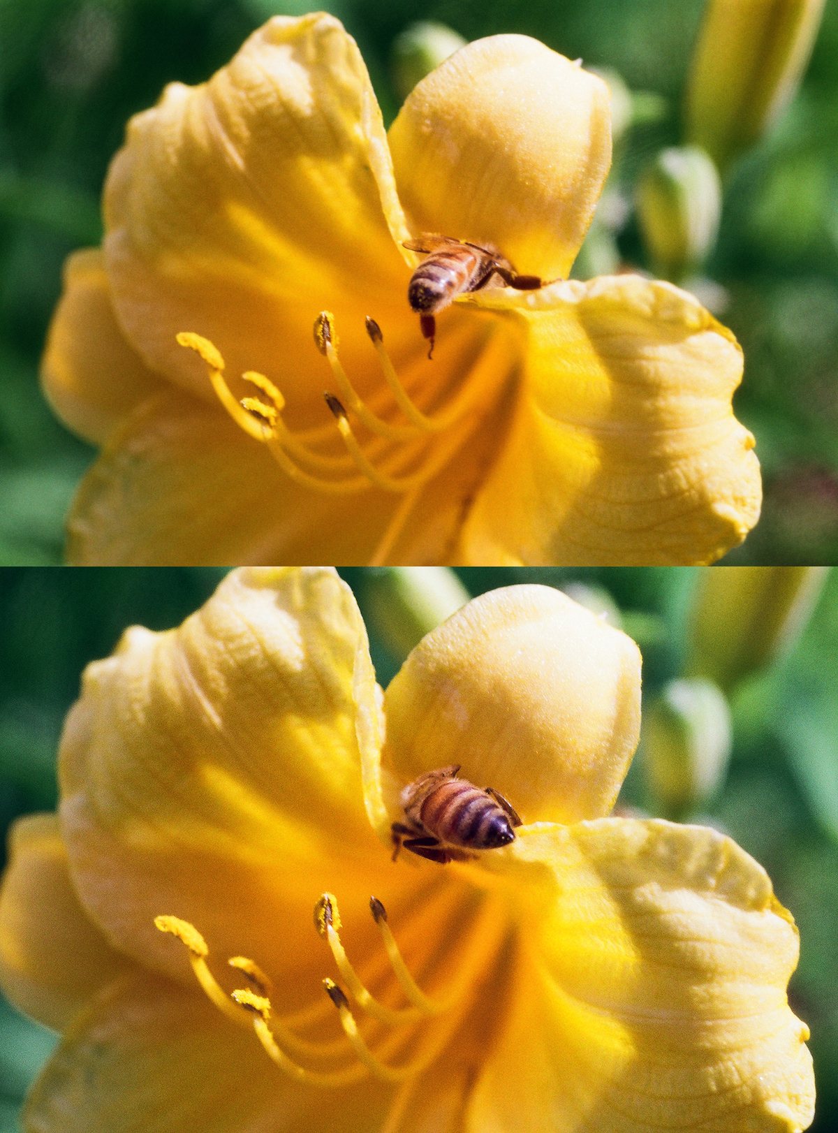 Honeybee visiting a daylily, 2025