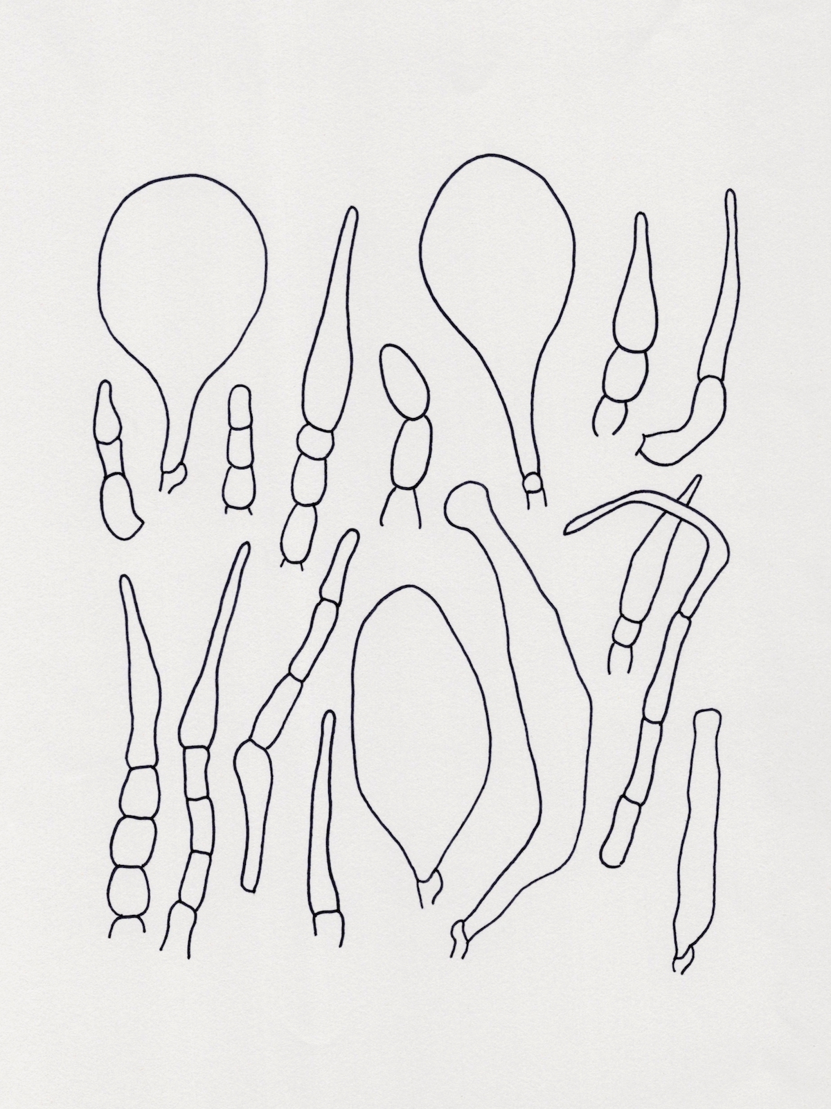 Pleurocystidia, Pileipellis, etc., 2026