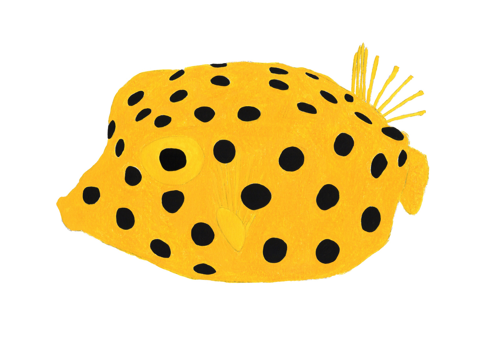 YellowBoxfish_2026