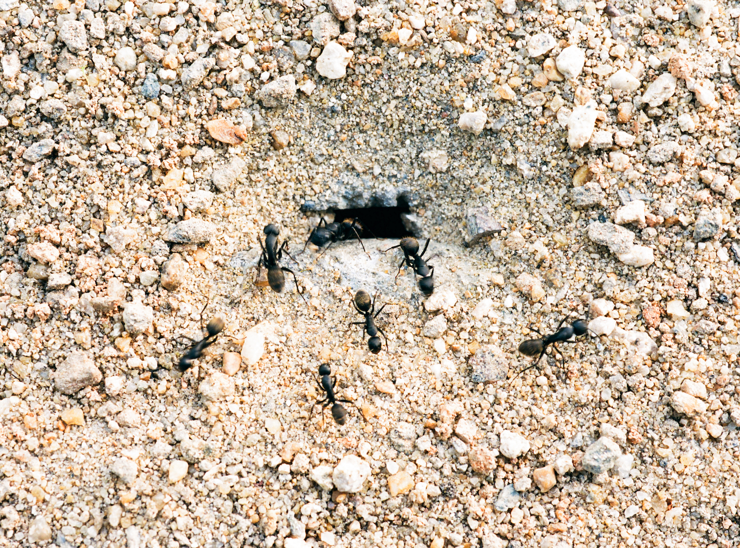 Ants’ Gate, 2026