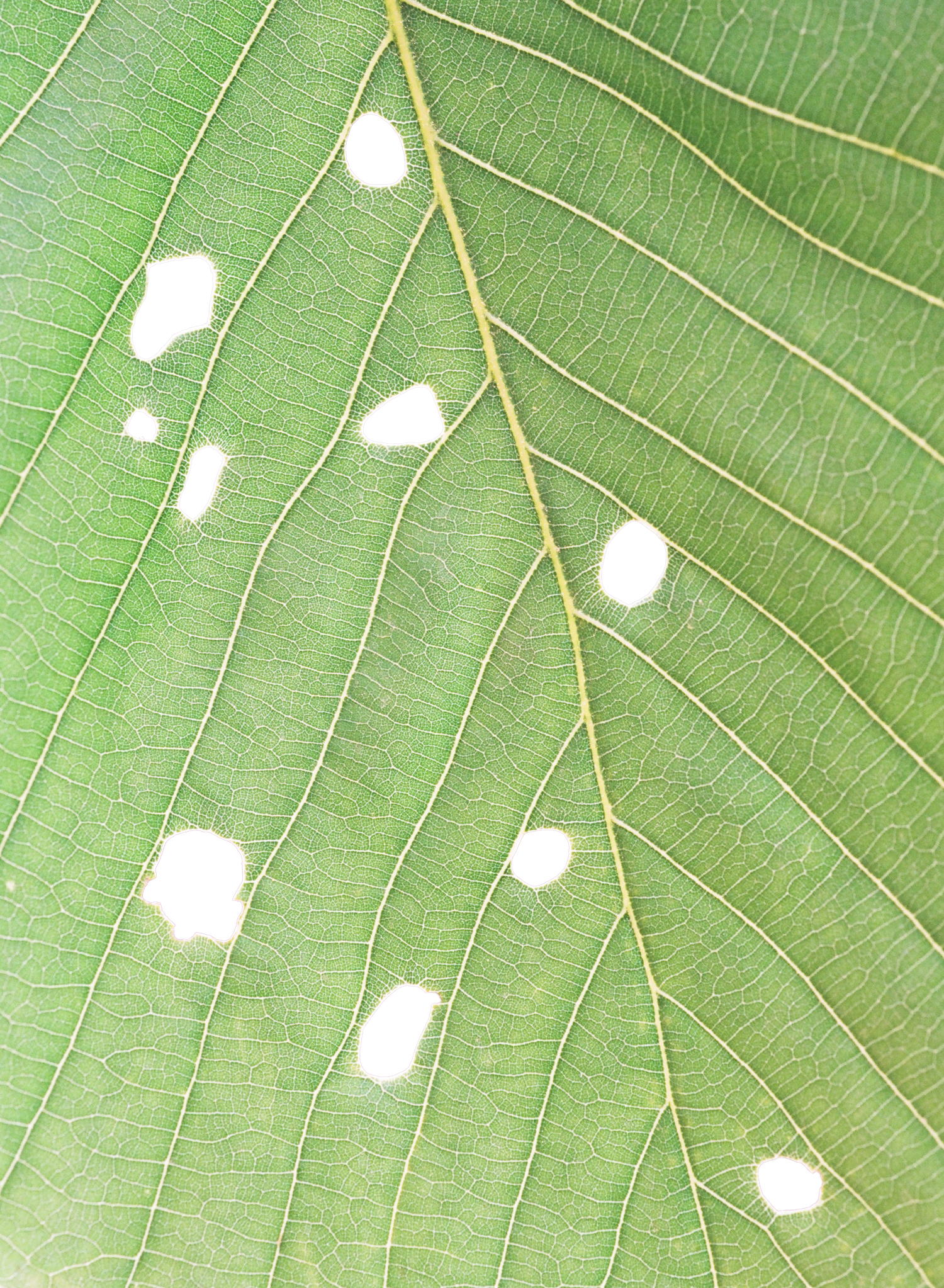 Insect Holes, 2026