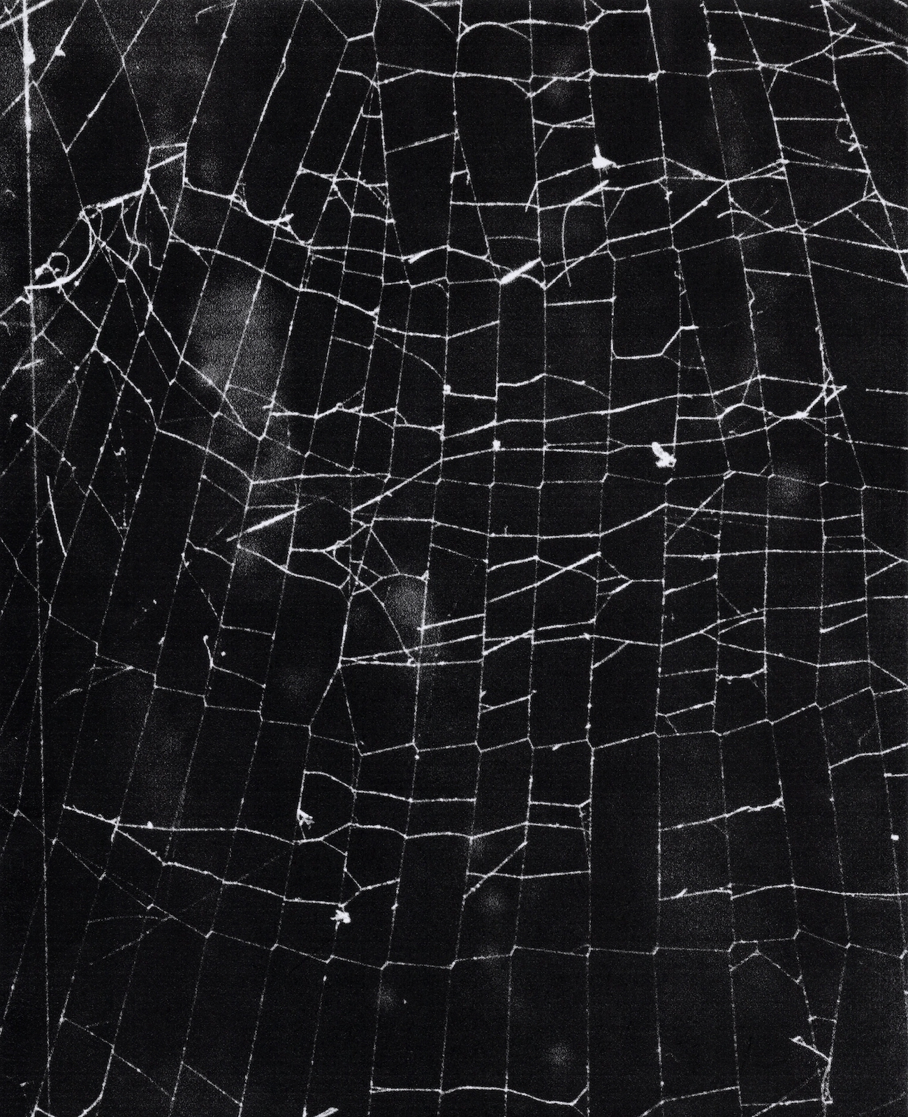 Spider Web Ladder, 2025