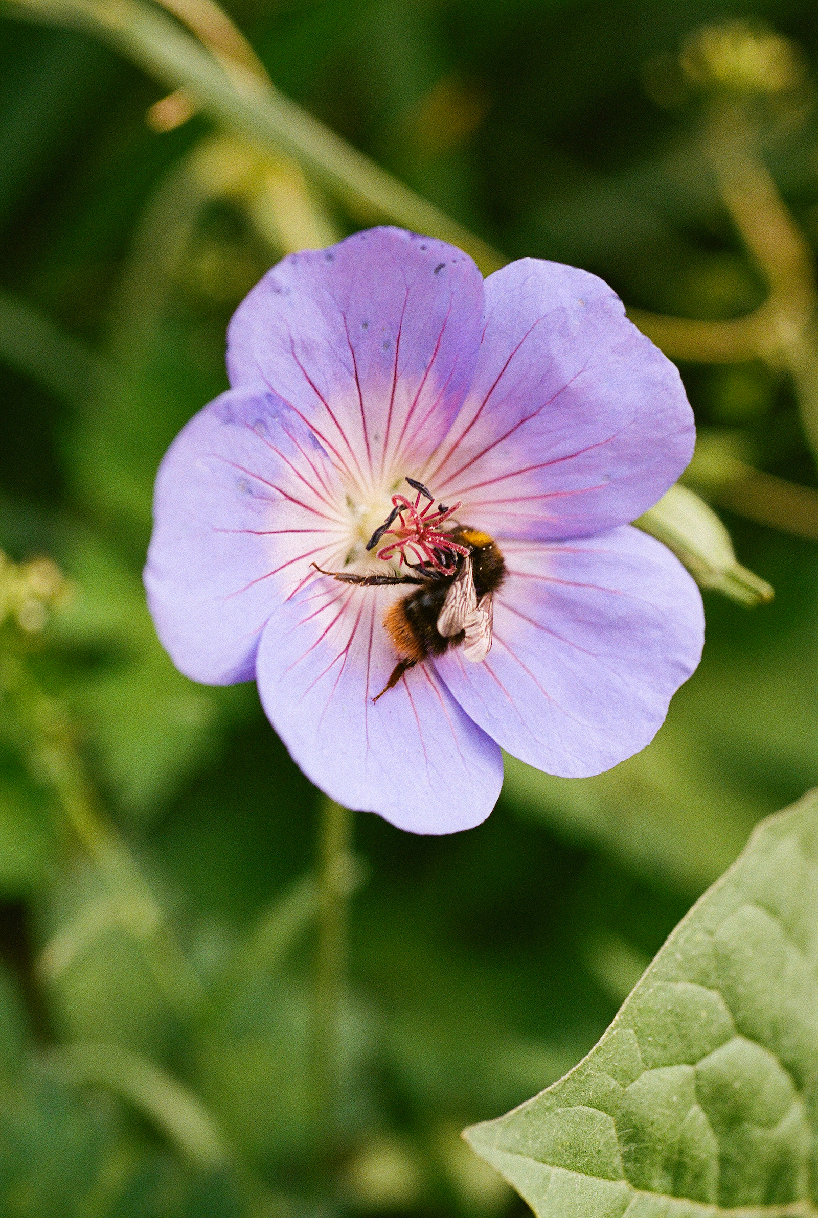 Bright Green, Shadow Play