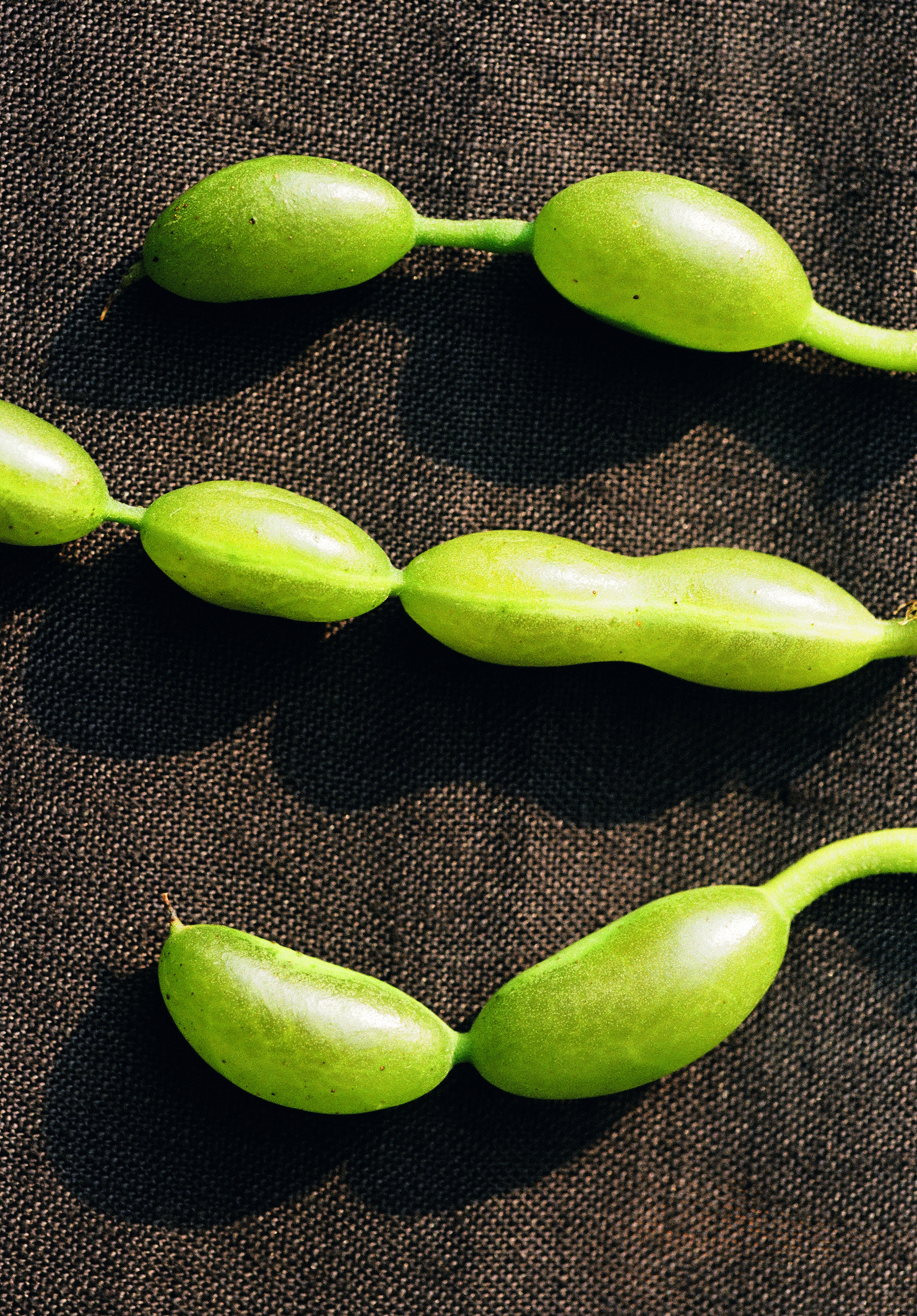 Bright Green, Shadow Play