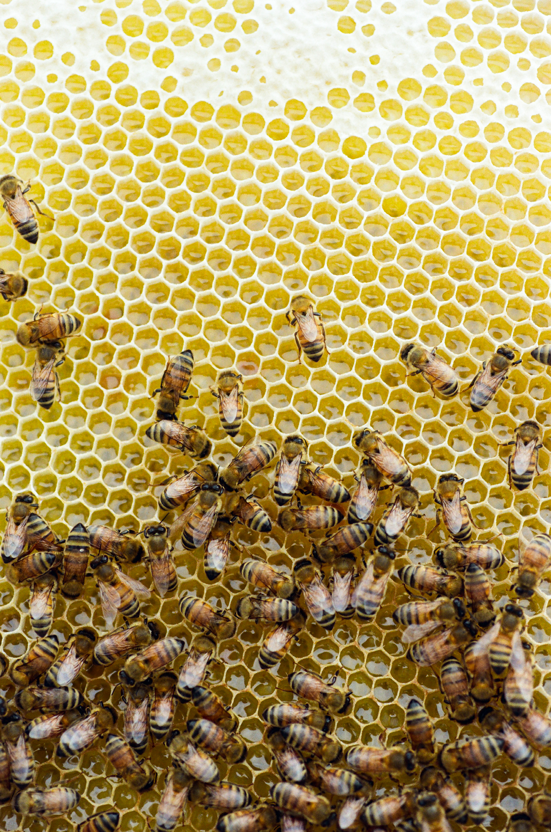 Honeybees, HoneyComb