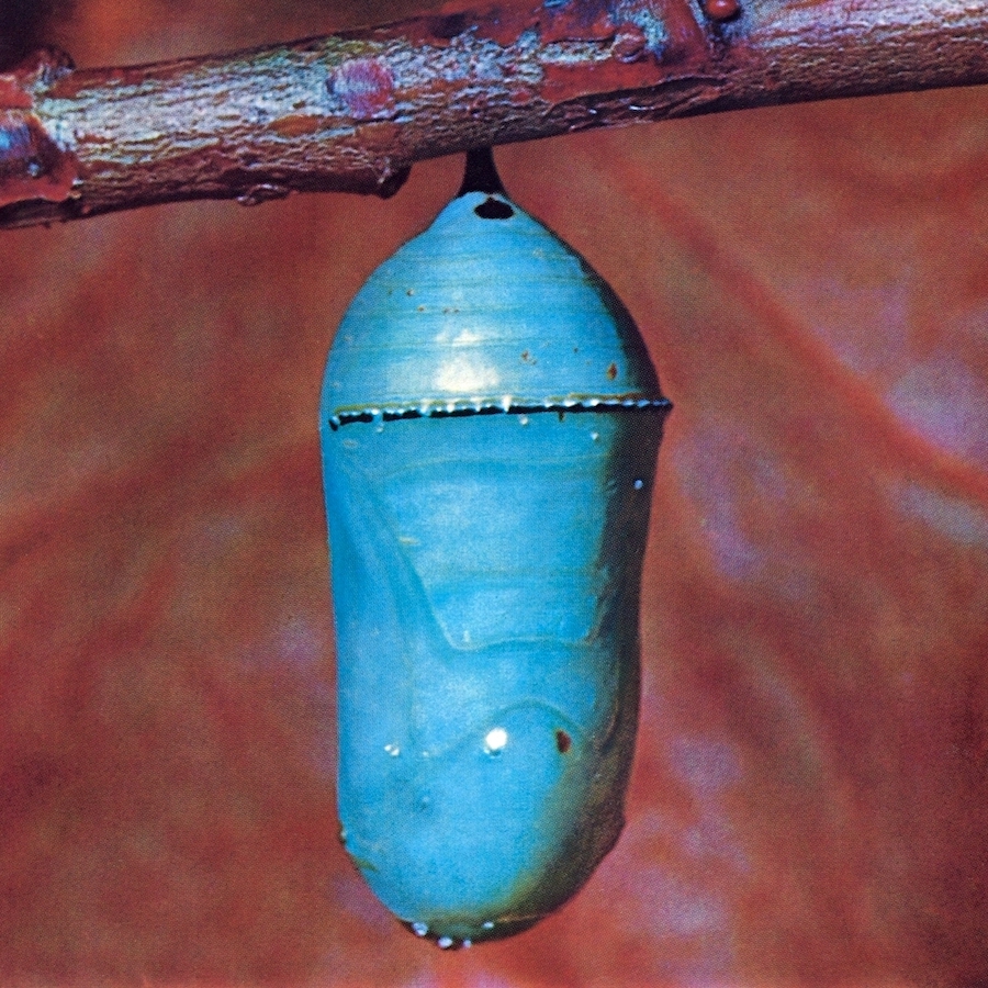 Monarch Chrysalis