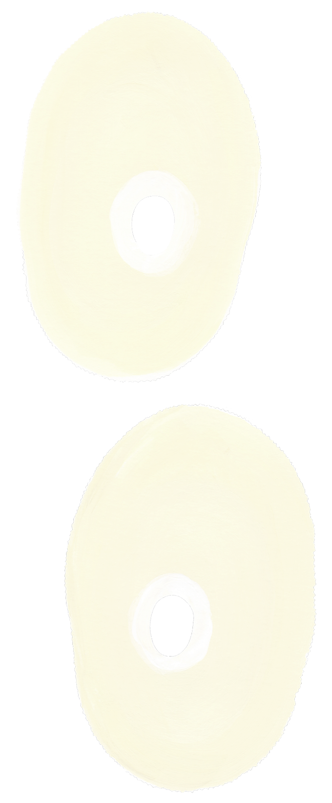 Lucapina crenulata_2025