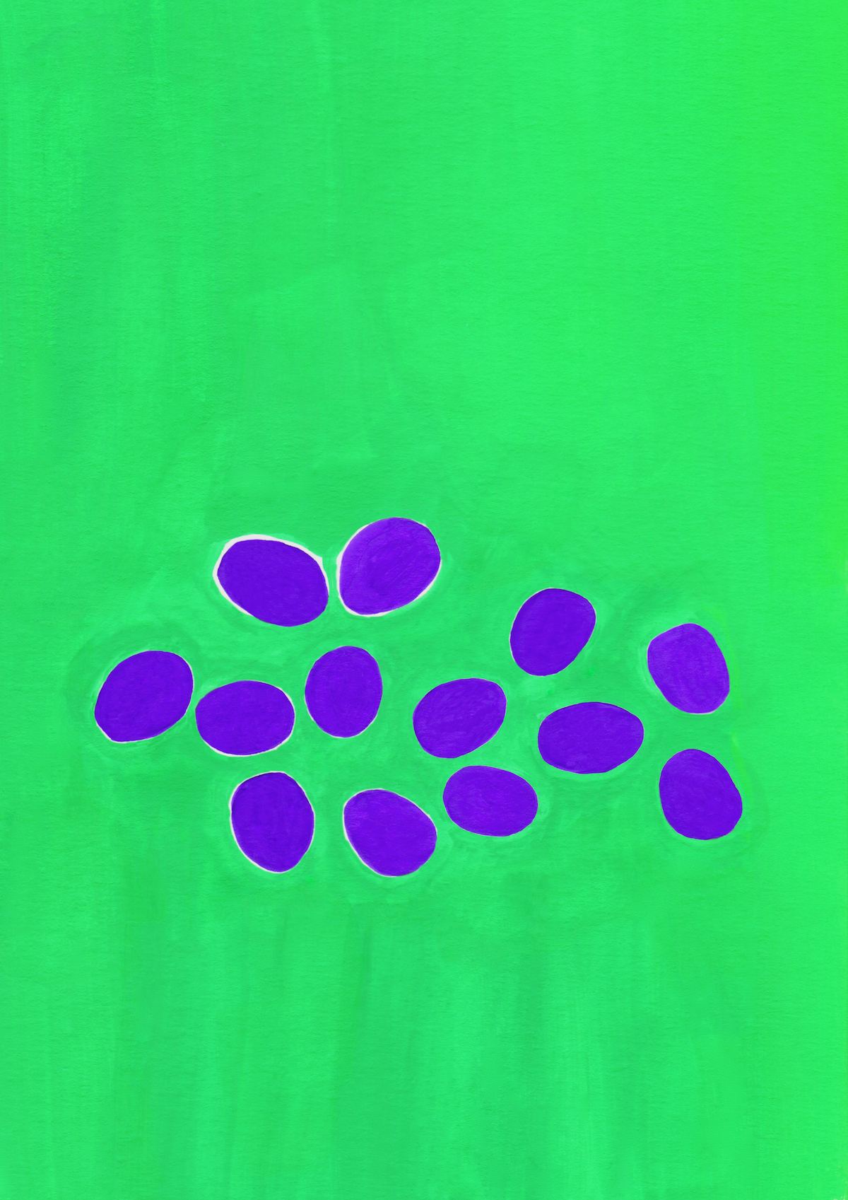 Picked Fruits of Dianella caerulea_2025