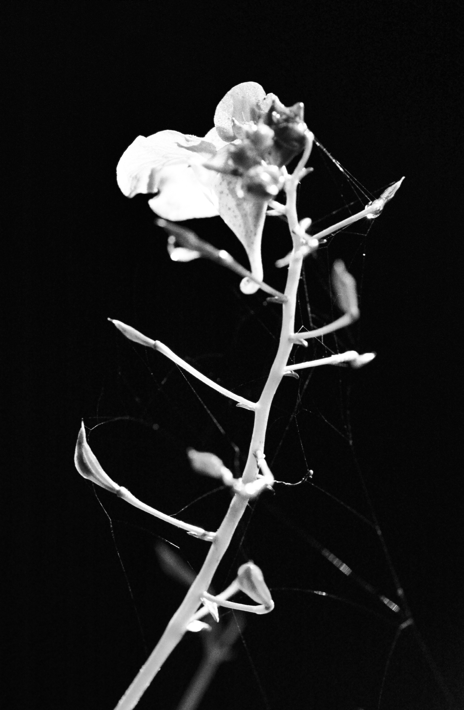 Impatiens textori Miquel, Spider Silk