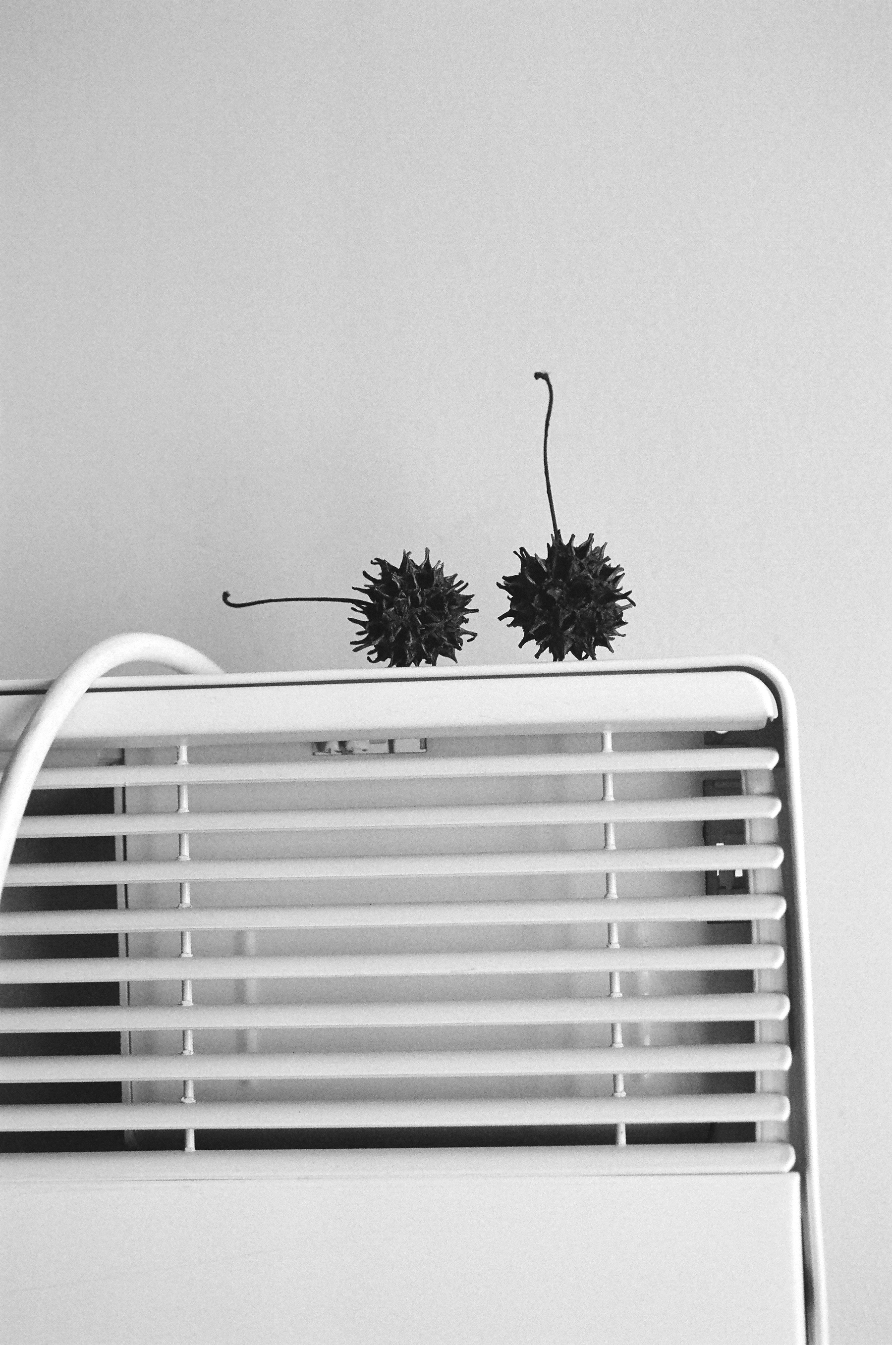 Fruto (Porto)