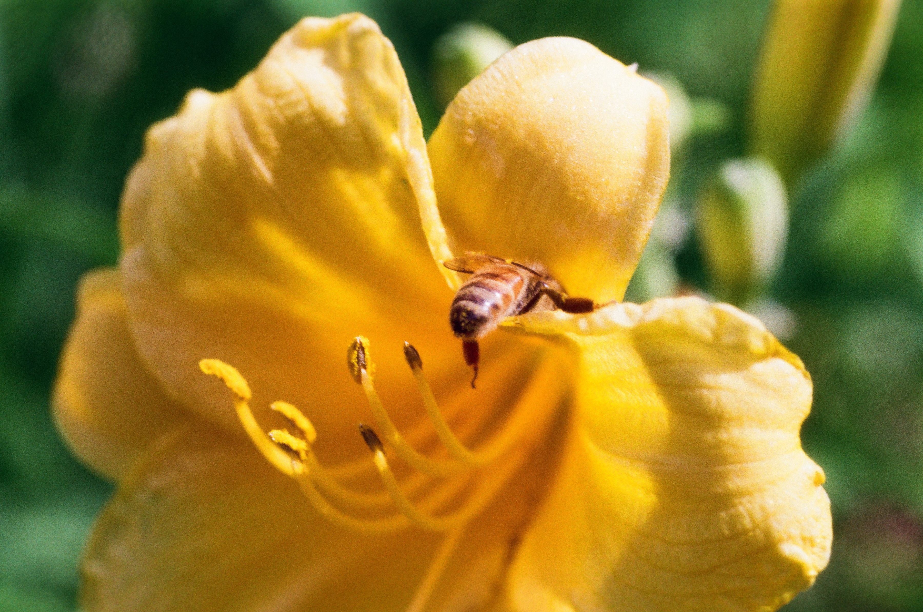 A Honeybee on Her Way on Daylily