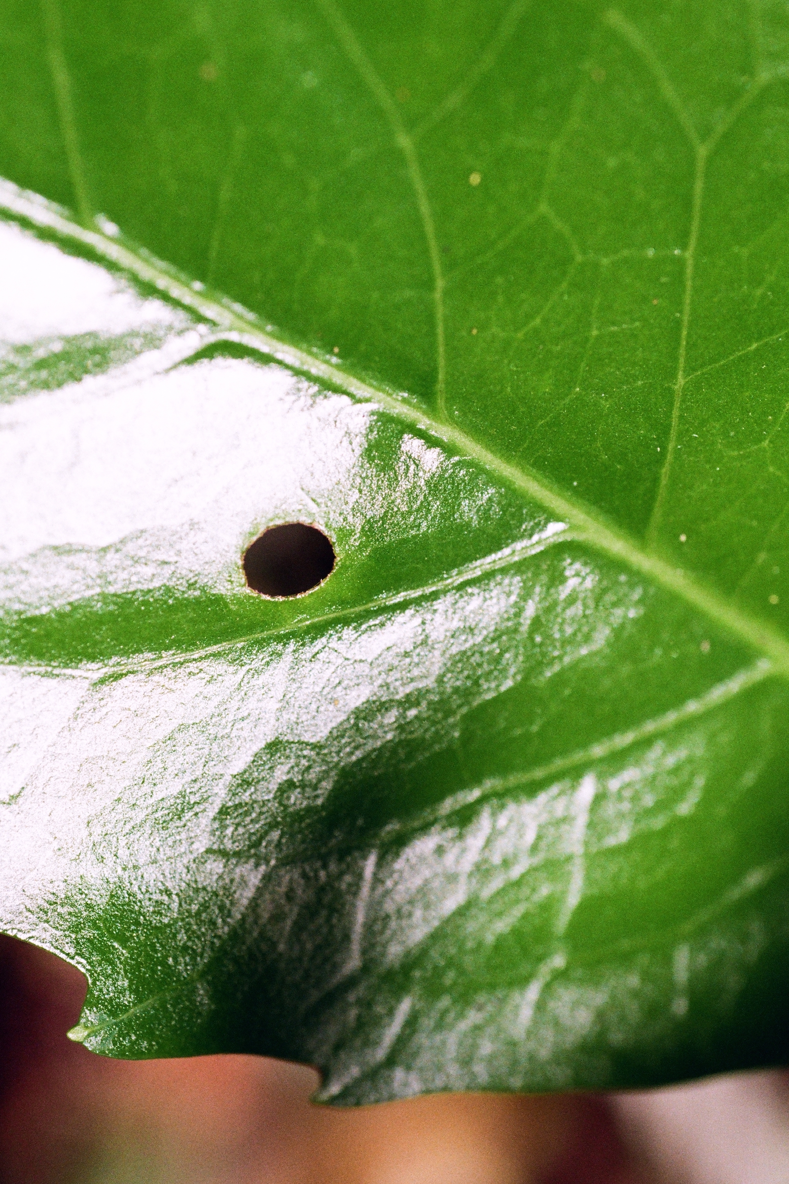 Insect Hole