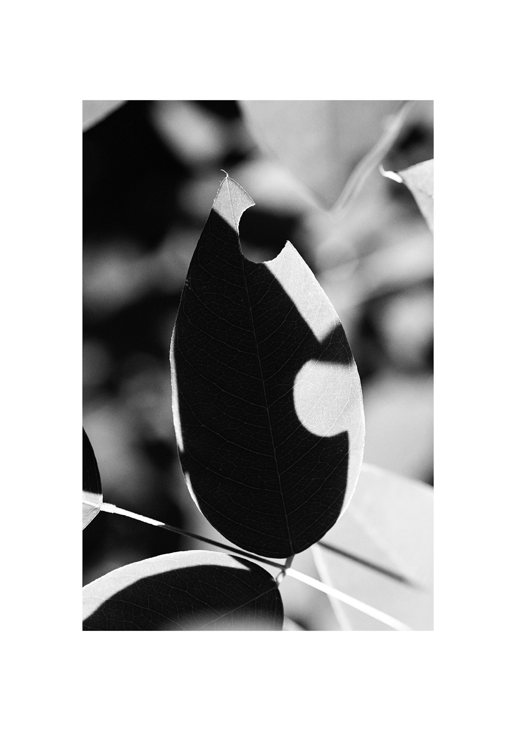 Leafcuts by leaf-cutter bees