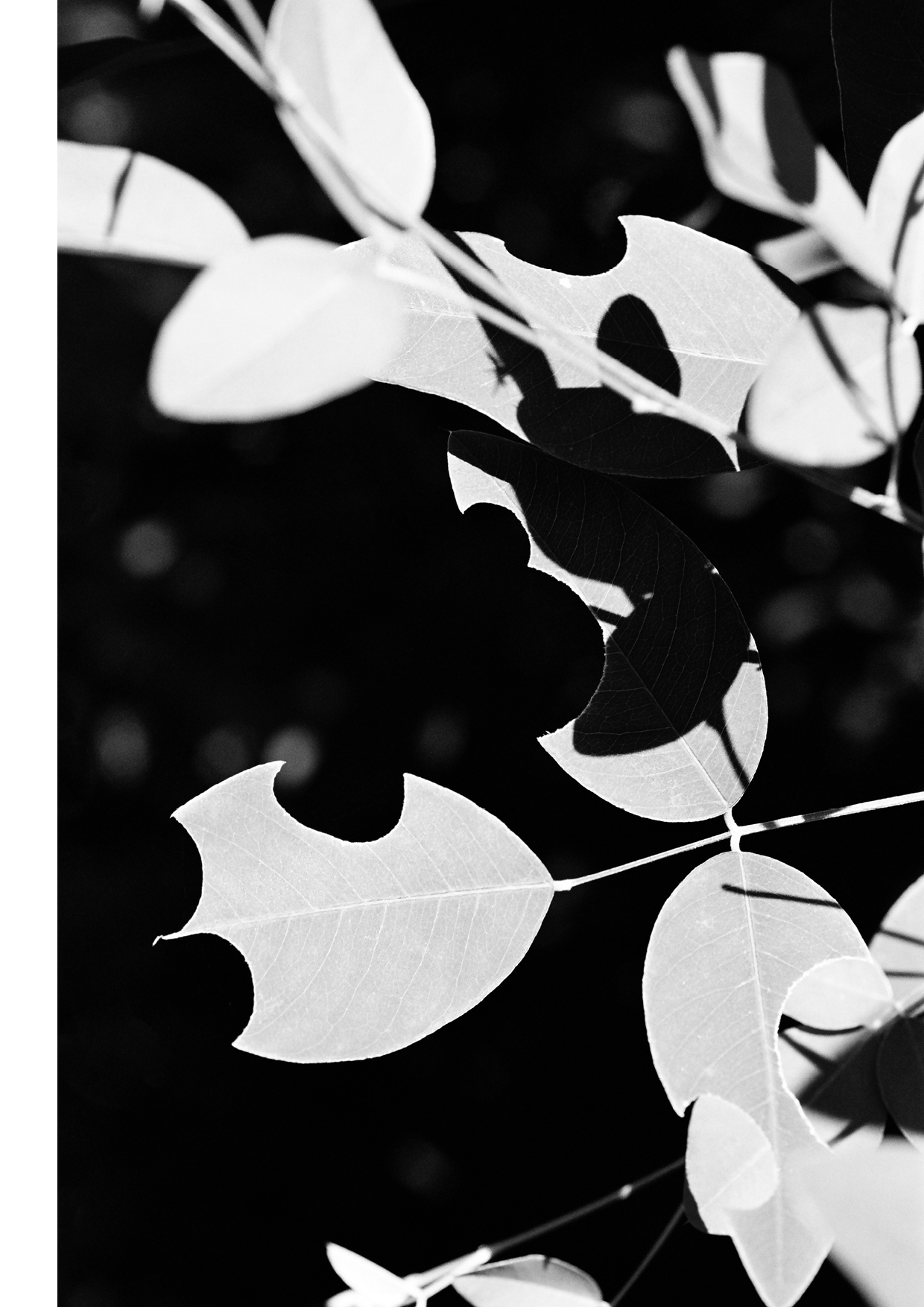 Leafcuts by leaf-cutter bees