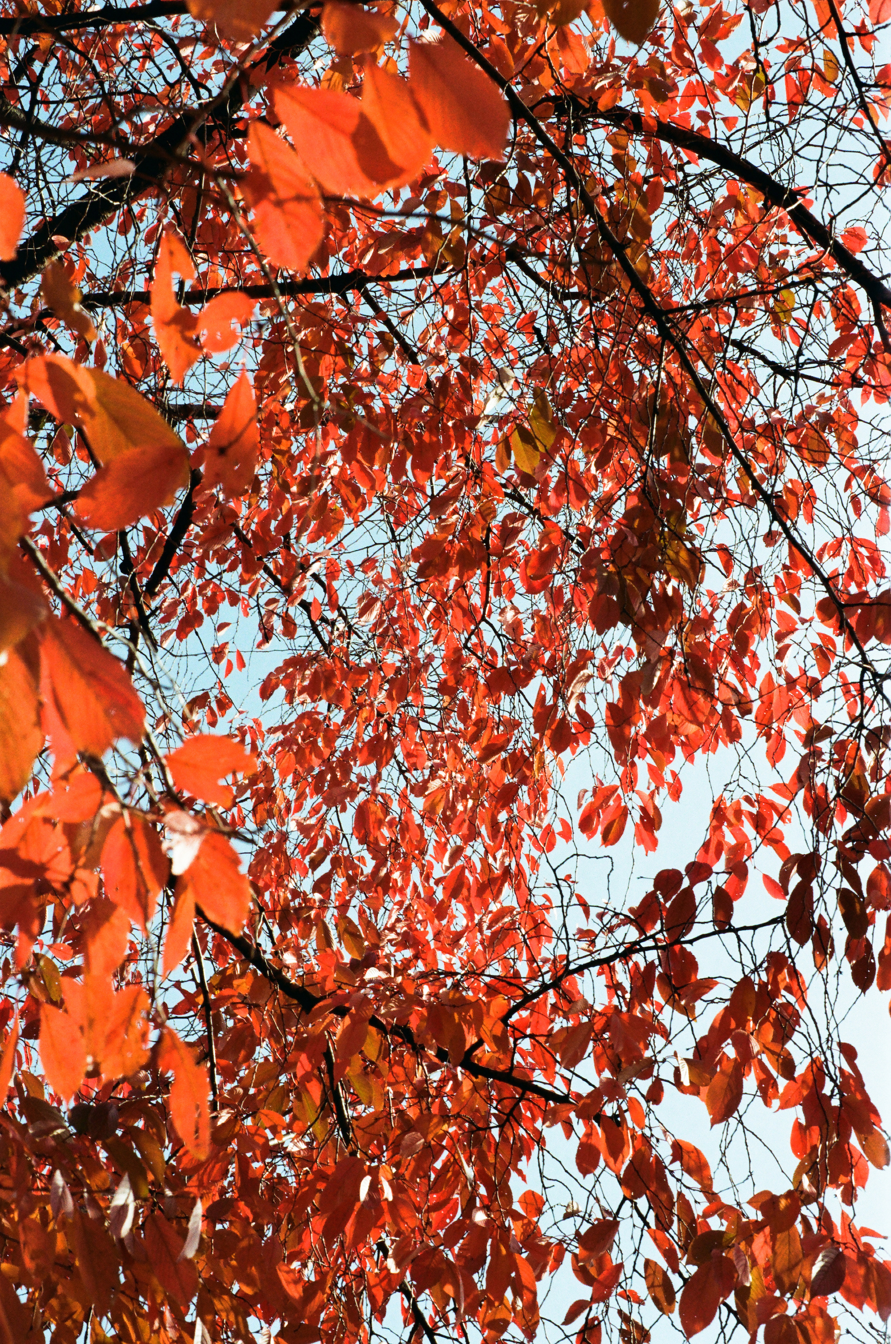 Autumn Leaf, Korea