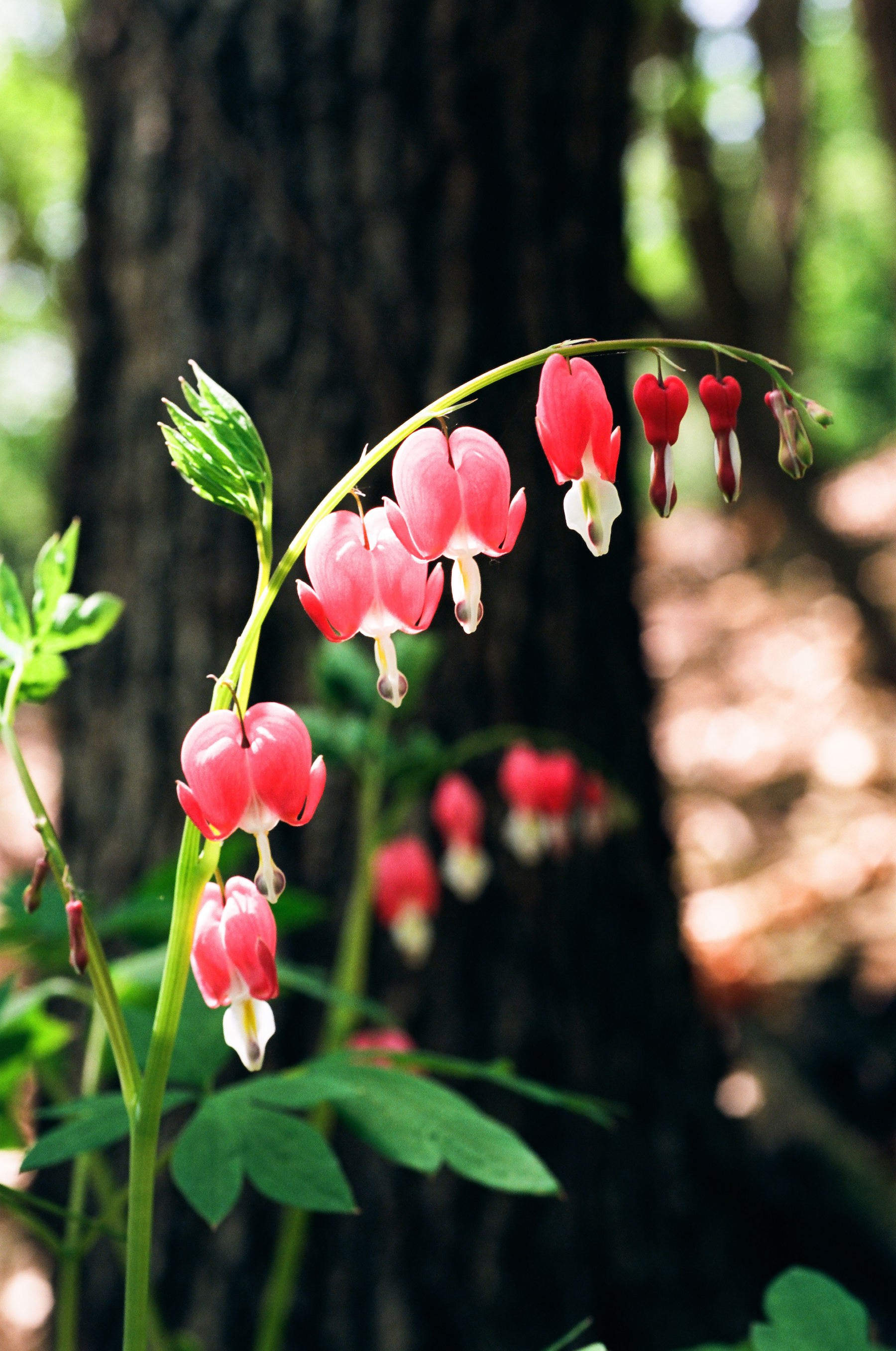 Bleeding-Hearts, Gildong Ecological Park, Seoul