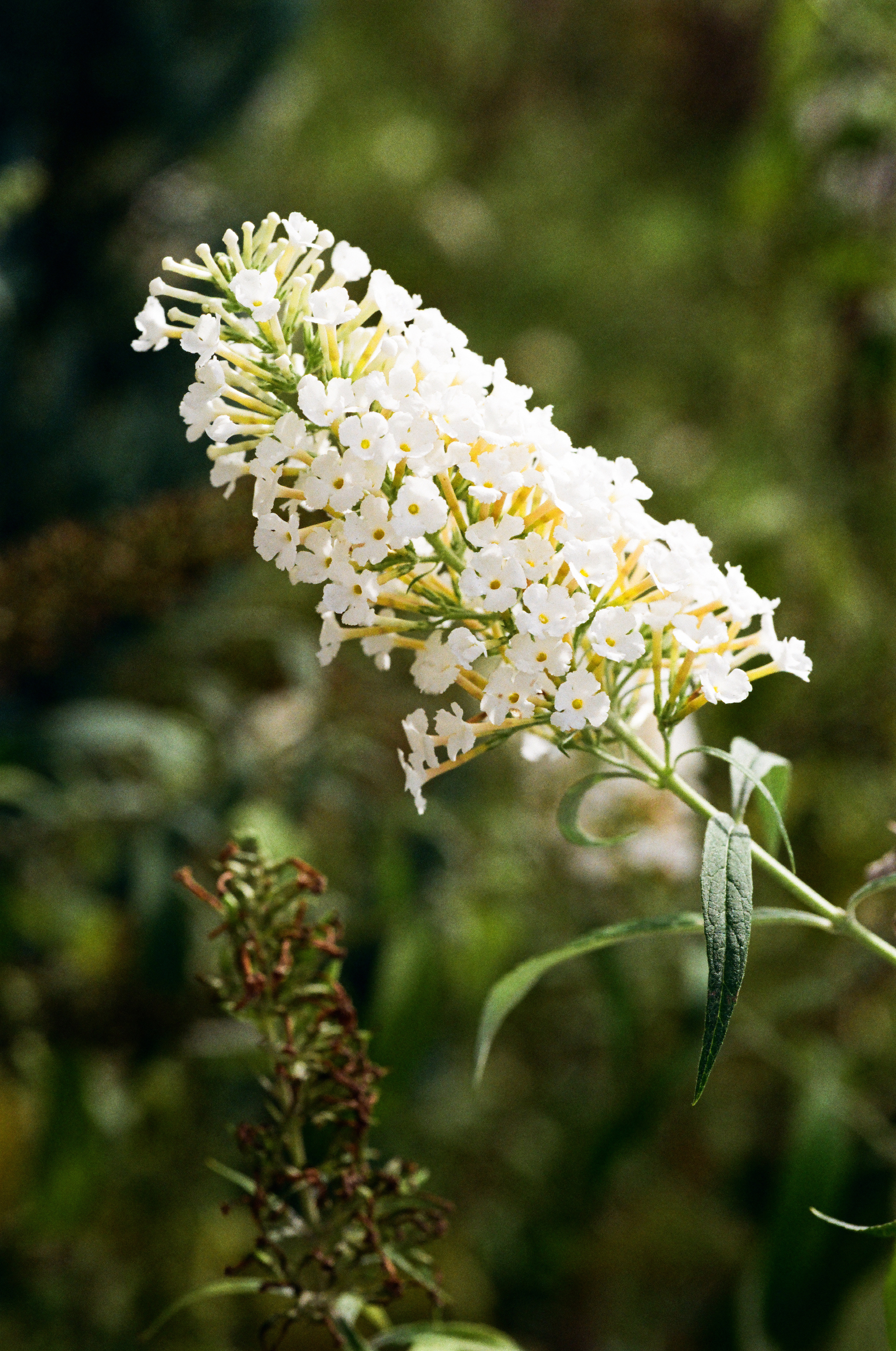 Buddleja davidii ‘White Profusion’