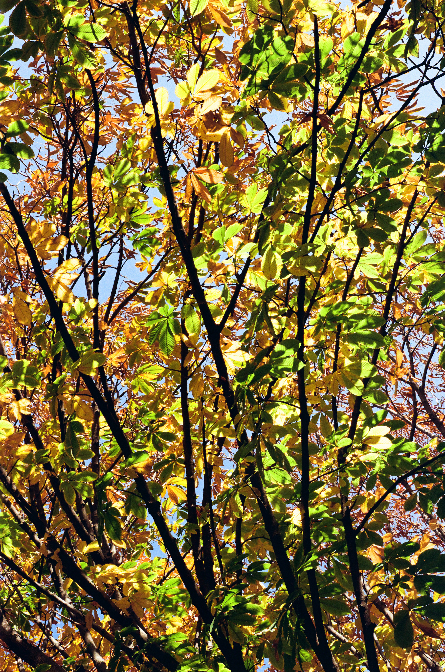 Autumn Leaf, Korea