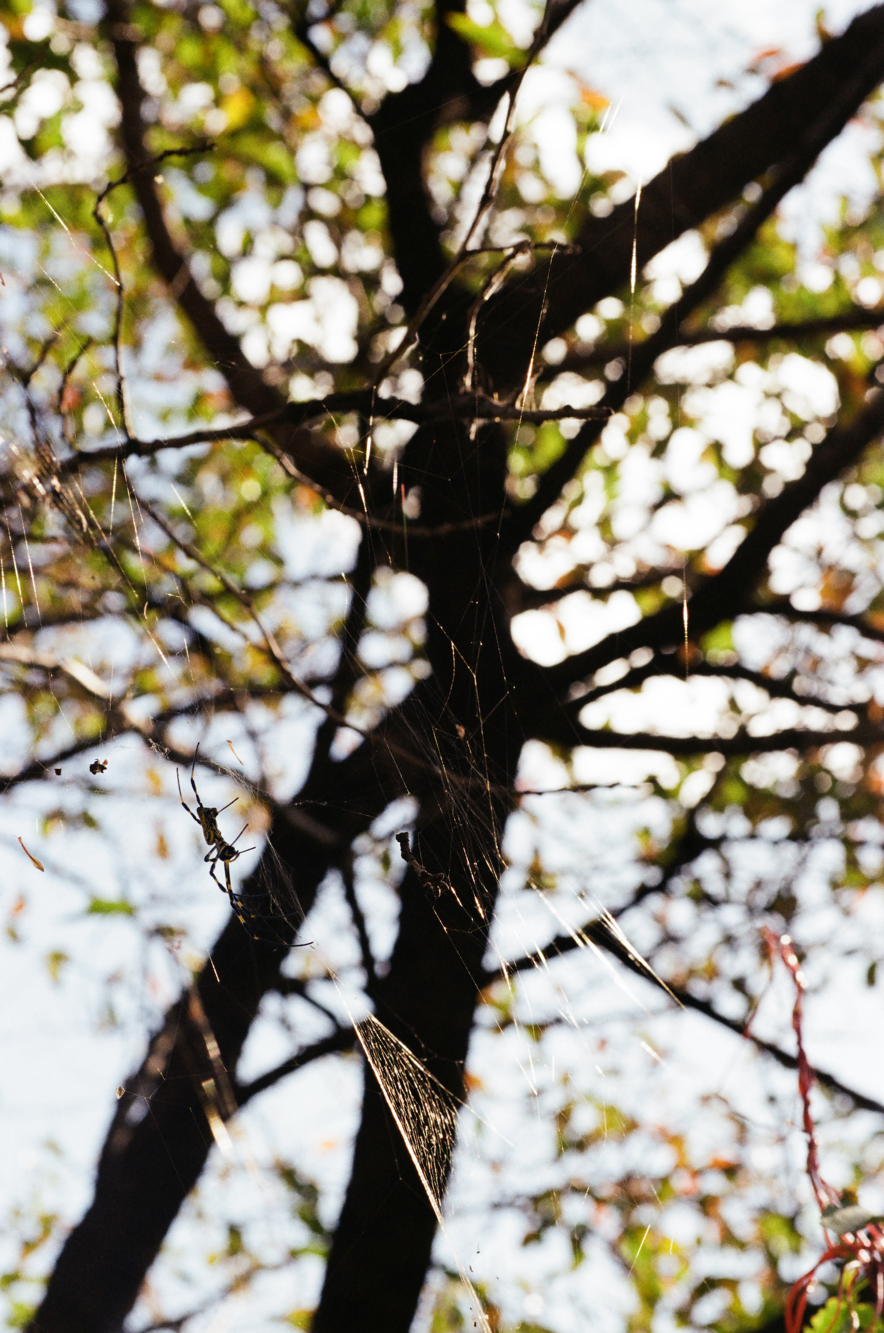Trichonephila clavata (Joro spider) on its web, Korea, 2023