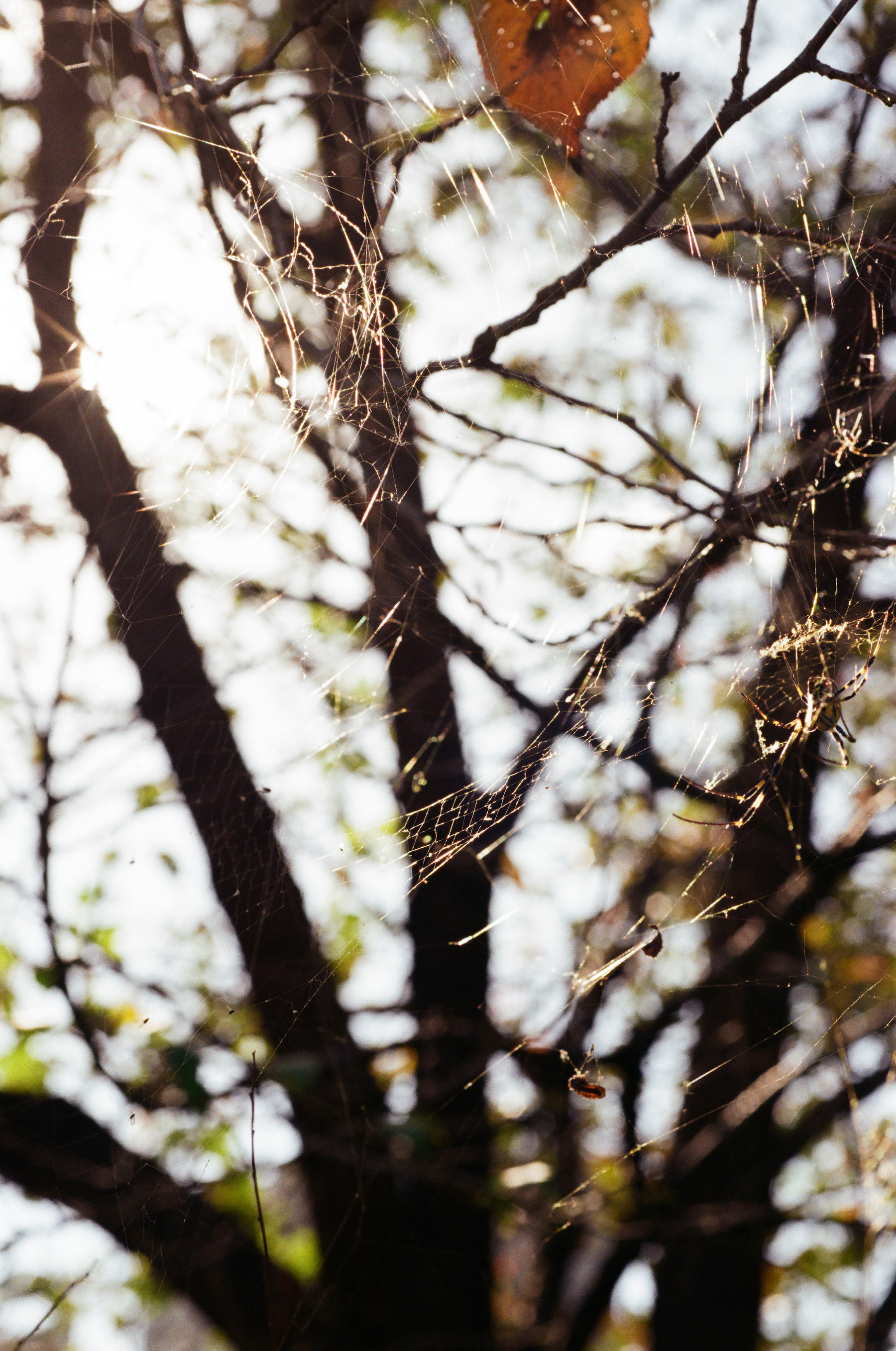 Trichonephila clavata (Joro spider) on its web, Korea, 2023