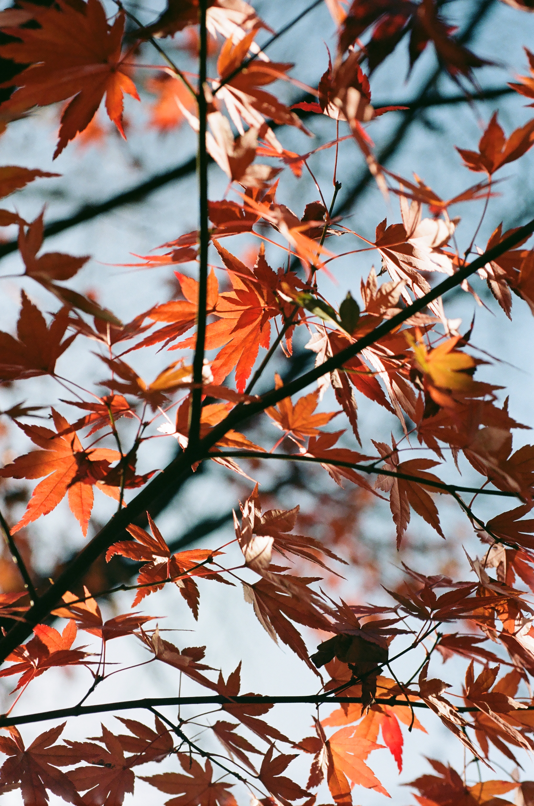 Autumn Leaves, Eikan-do Zenrin-ji, Kyoto