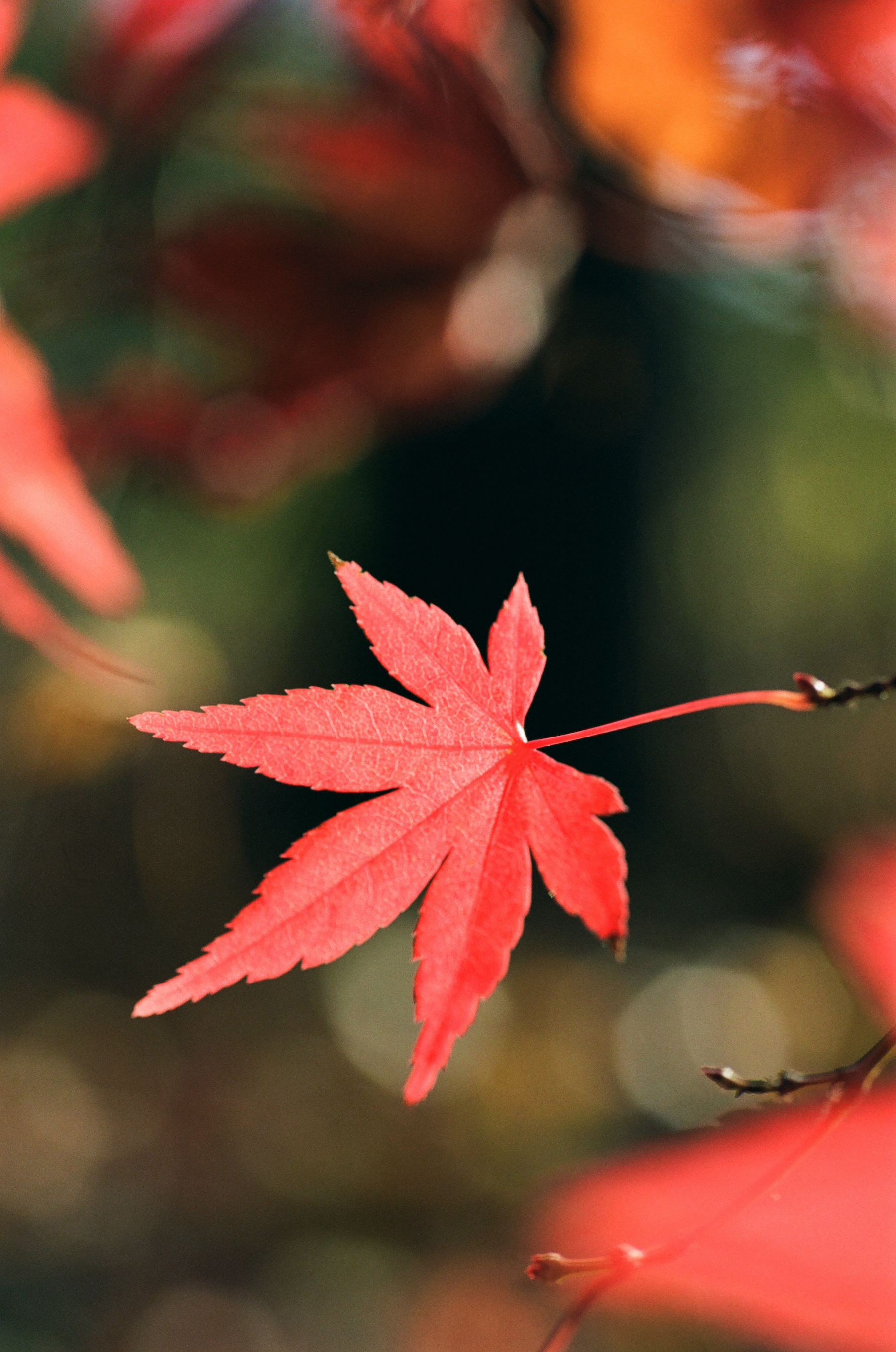 Autumn Leaf, Eikan-do Zenrin-ji, Kyoto