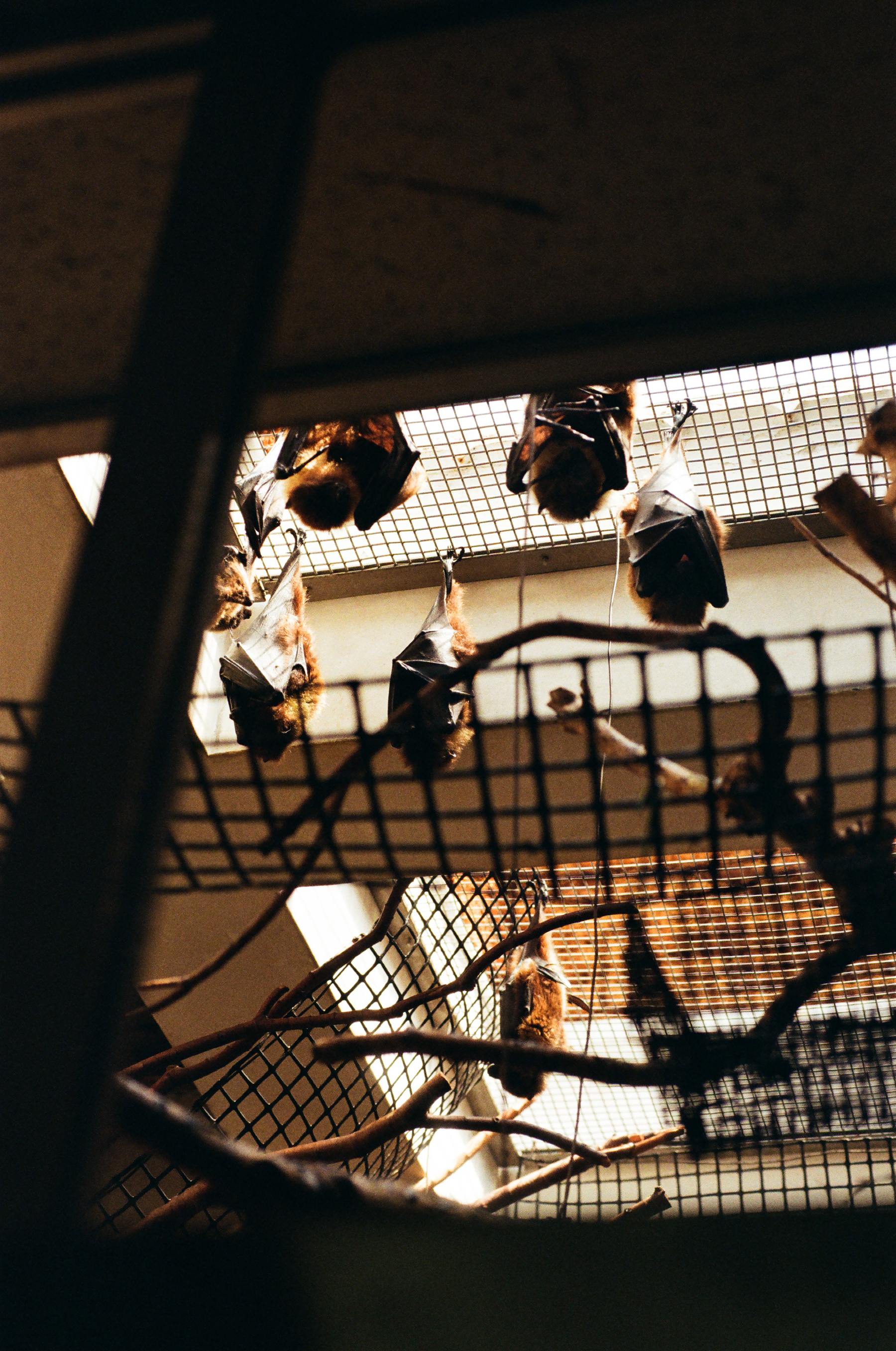 Ryukyu Flying Fox, Ueno Zoo