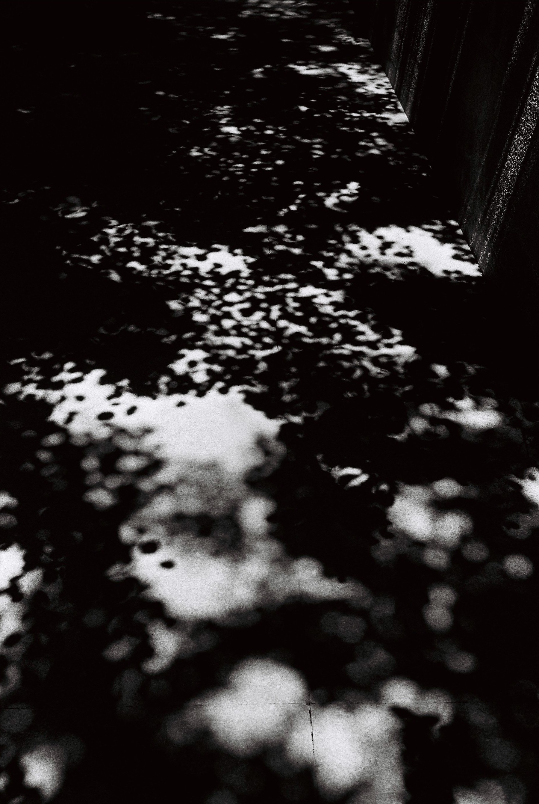 Parque de Serralves, Porto, 2015