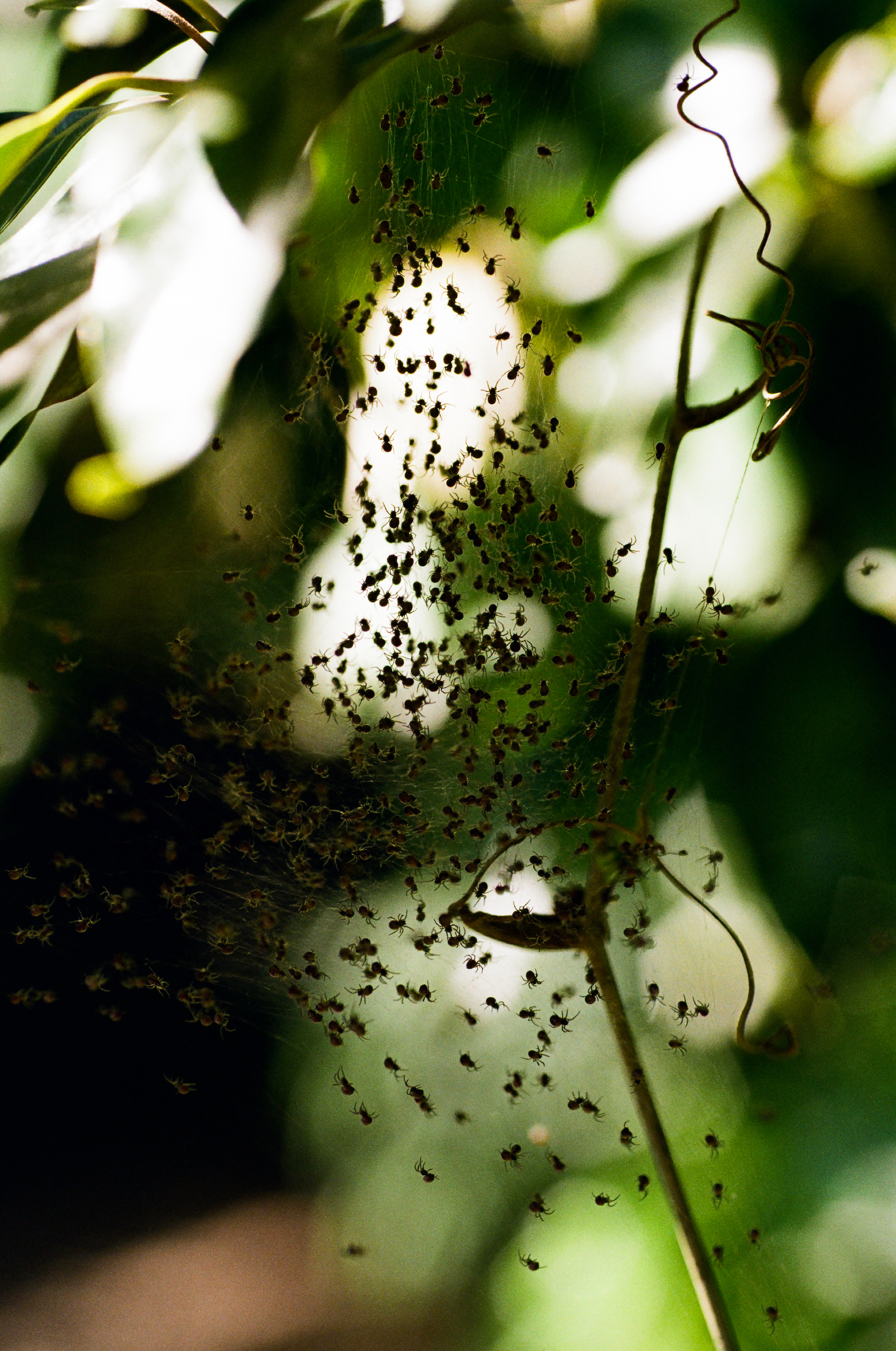 Early Summer, Spiders, Institute for Nature Study, Tokyo