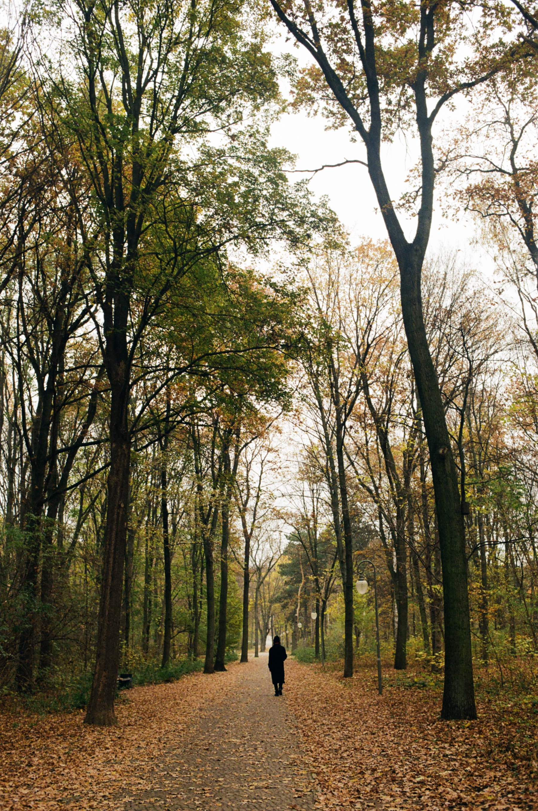 Tiergarten, Herbstlaub