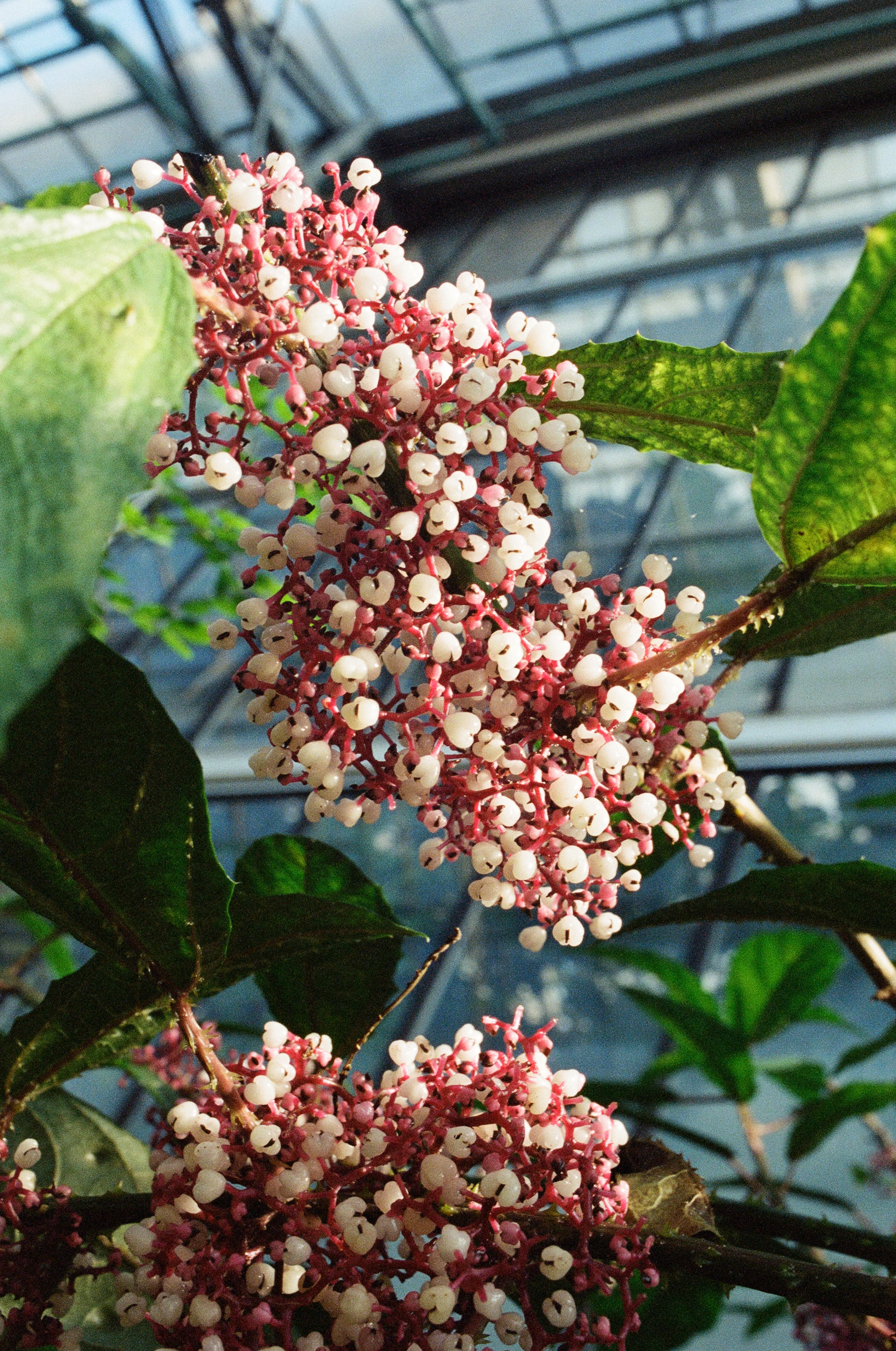 Urera baccifera, Ghent University Botanical Garden