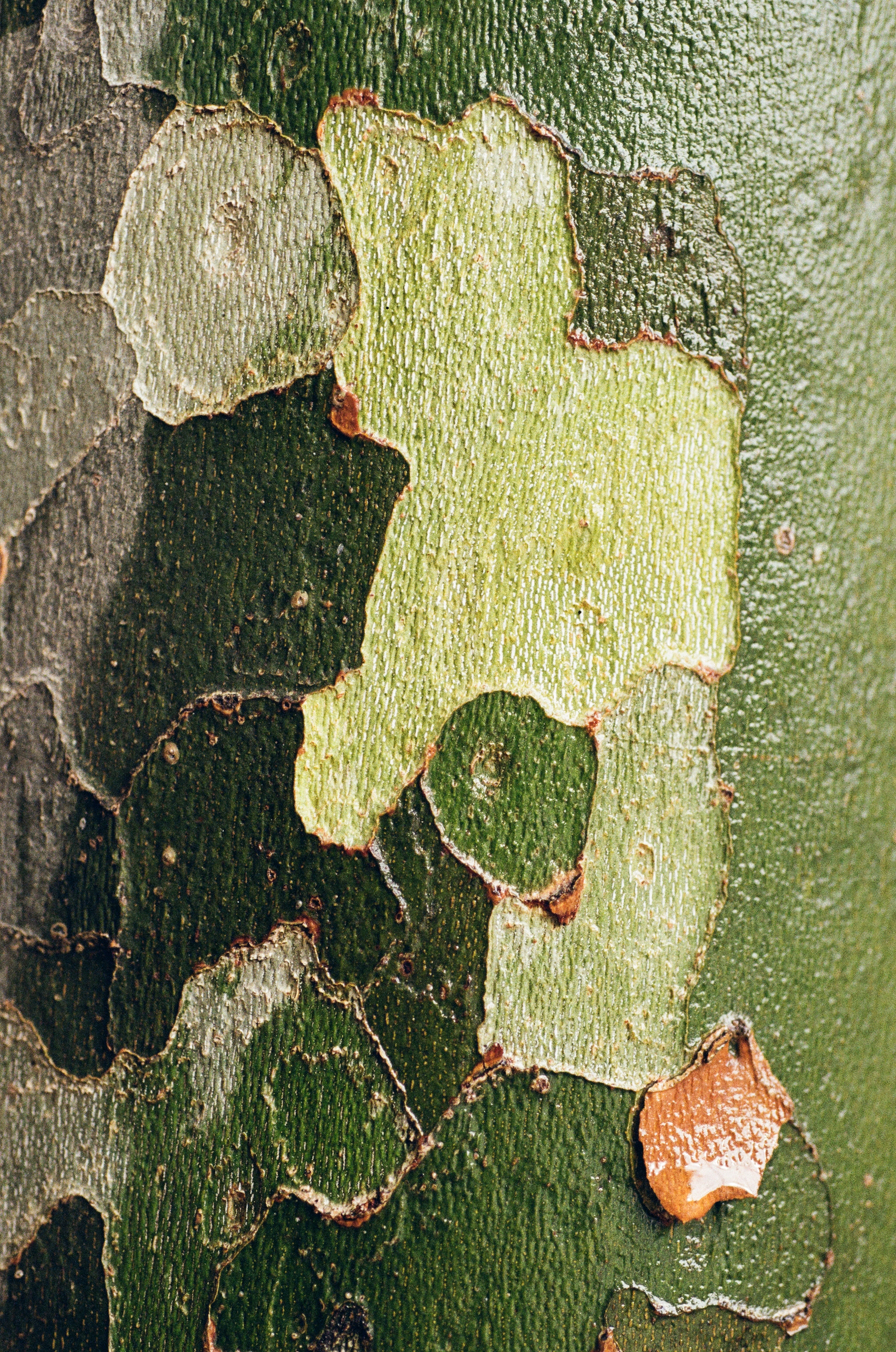 Wet Tree Bark